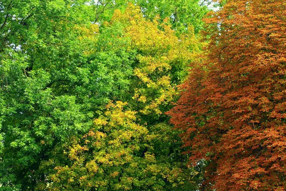 Evergreen Trees 桌布 壁紙 — 充滿活力的樹冠從茂密的綠色過渡到金黃色和火紅的橙色秋葉。