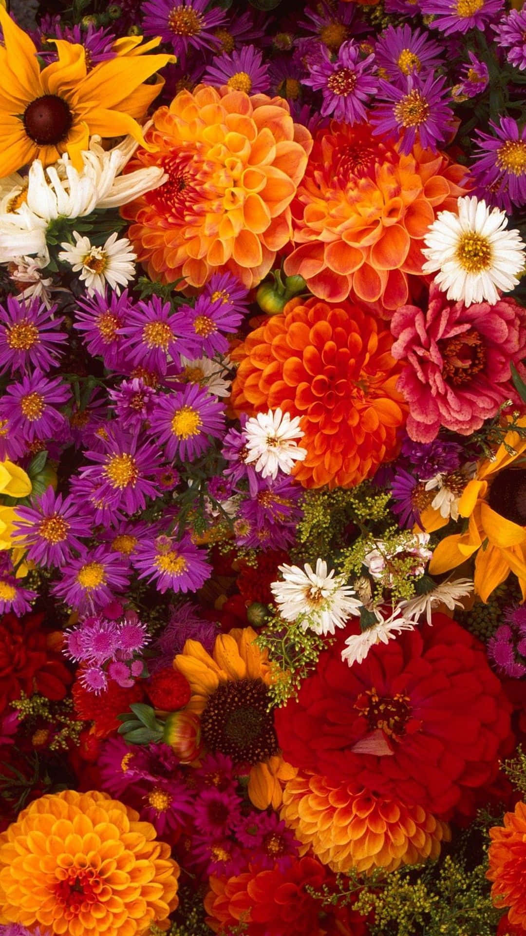 Flowers 桌布 壁紙 — 充滿活力的橙、紅、紫、白色花朵密集綻放的近距離花束。