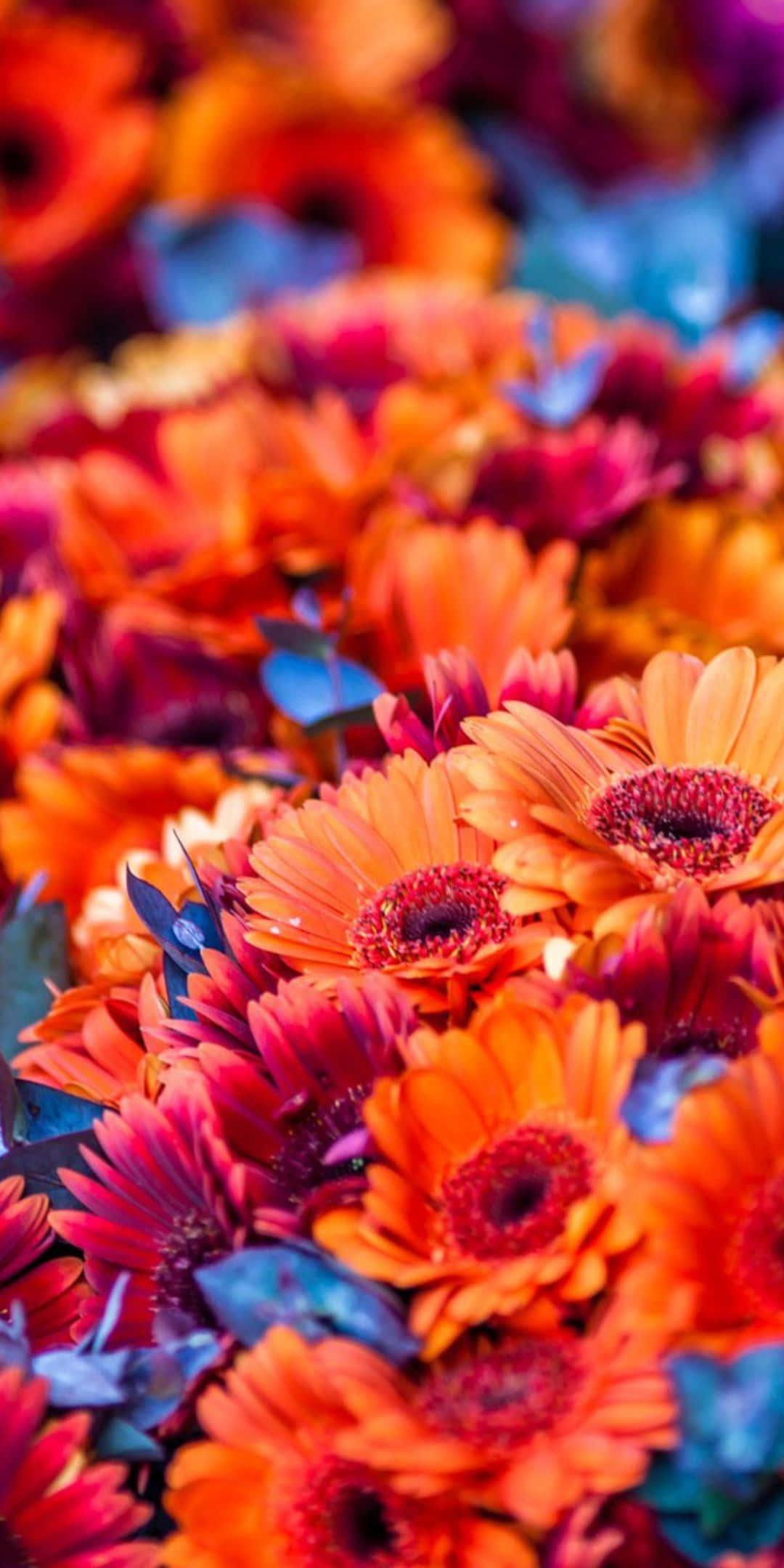 花朵美學動態圖 桌布 壁紙 — 充滿活力的橙色和粉紅色非洲菊雛菊，深紅色花心和散落的藍色葉子，在茂盛的花藝佈置中。