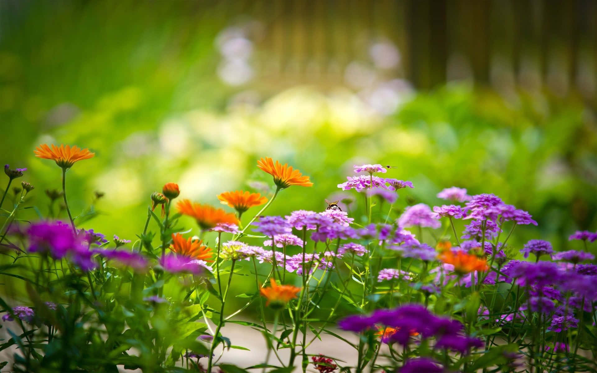 Nature Flower 桌布 壁紙 — 充滿活力的橙色和紫色野花在陽光明媚的草地上盛開，背景是柔和的綠色散景。