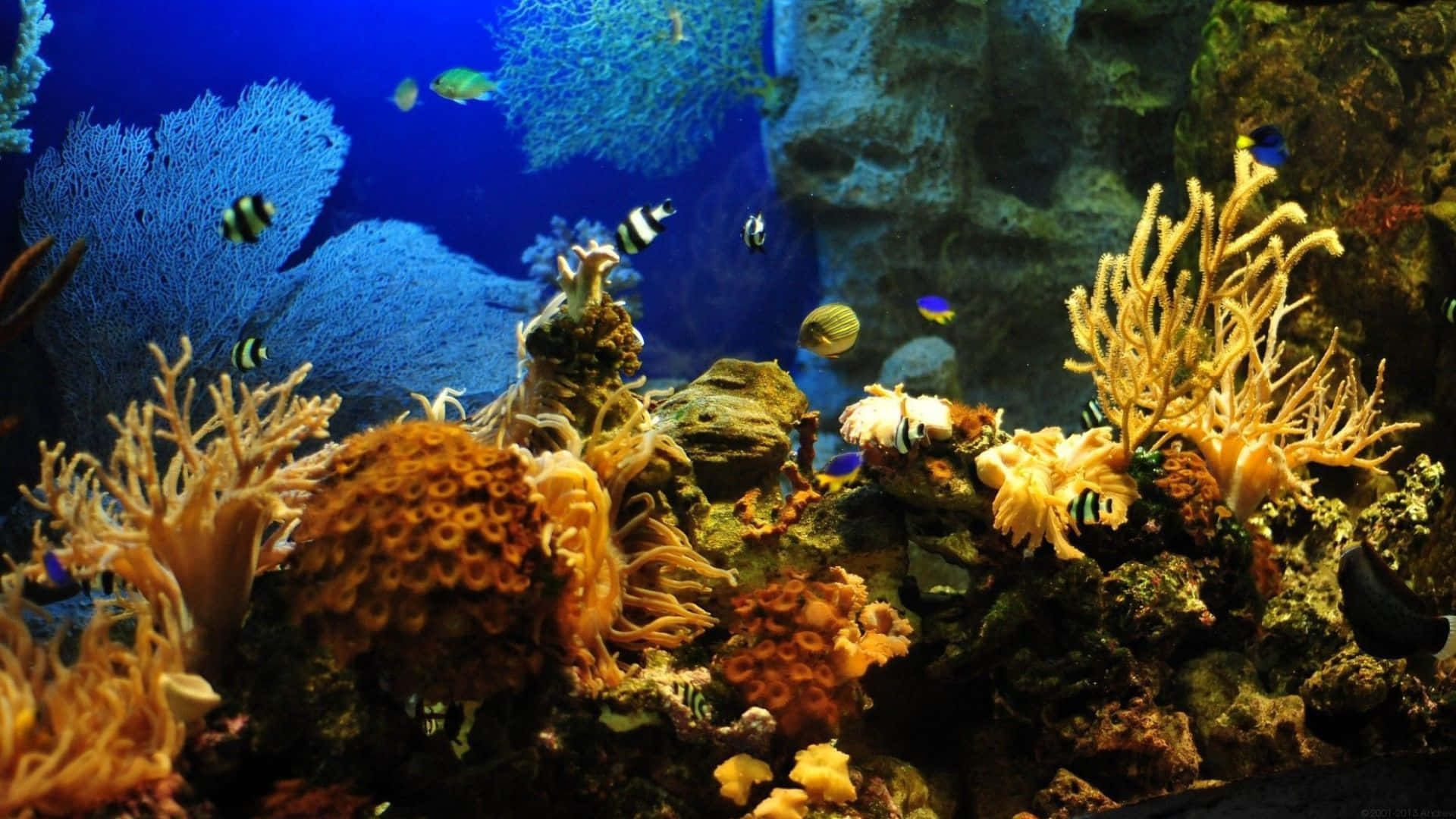 3d Fish Tank 桌布 壁紙 — 充滿活力的橙色和藍色珊瑚形成物在生動的海底礁石場景中充滿了色彩繽紛的魚類。