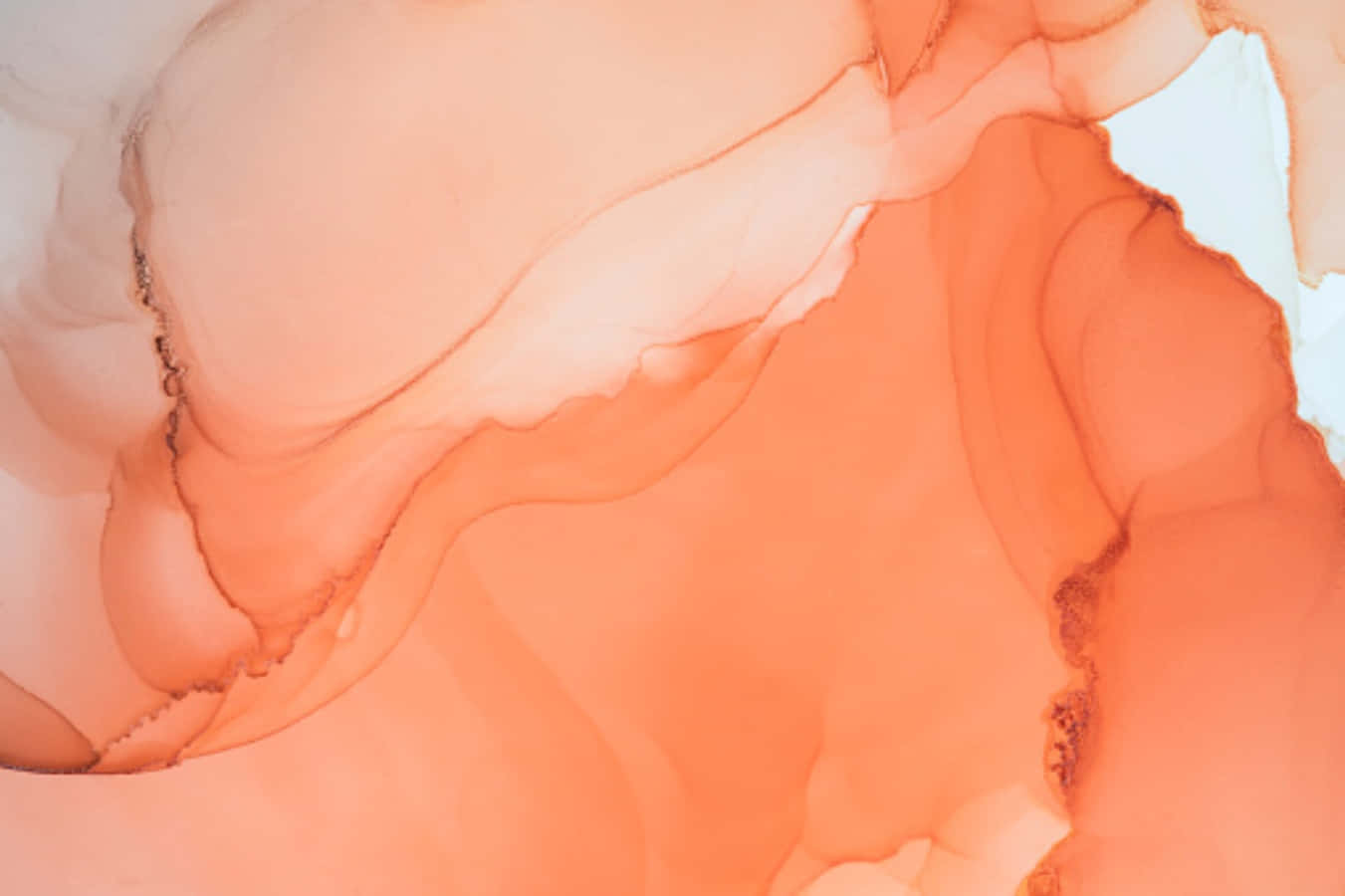 Peach Aesthetic 桌布 壁紙 — 充滿活力的橙色和蜜桃色調在柔和的白色背景上以有機漩渦流動，創造出動態的抽象構圖。