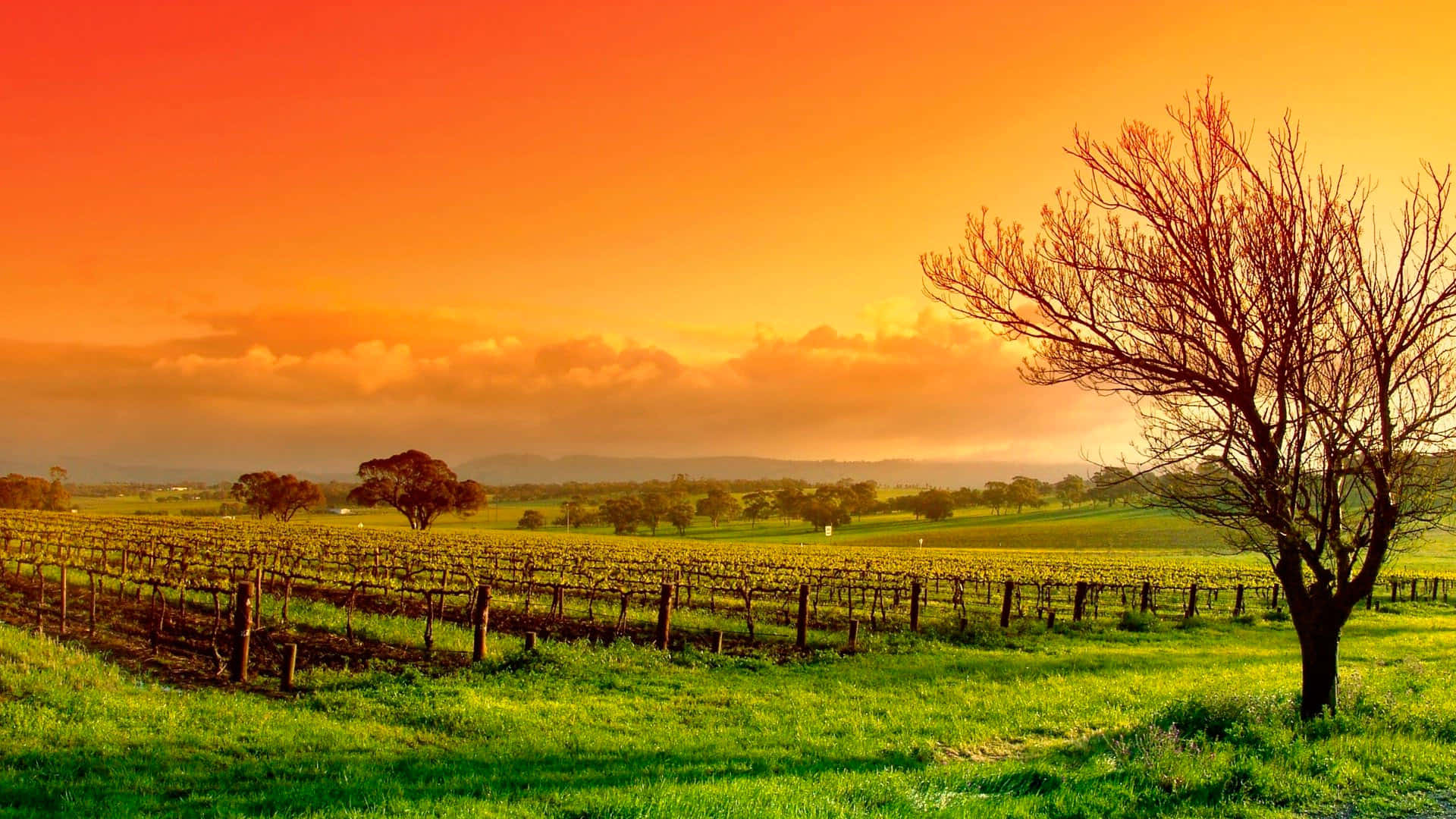 Vineyard 桌布 壁紙 — 充滿活力的橙色夕陽在整齊的葡萄園行和茂密綠色田野中孤獨的無葉樹上投下溫暖的光芒。