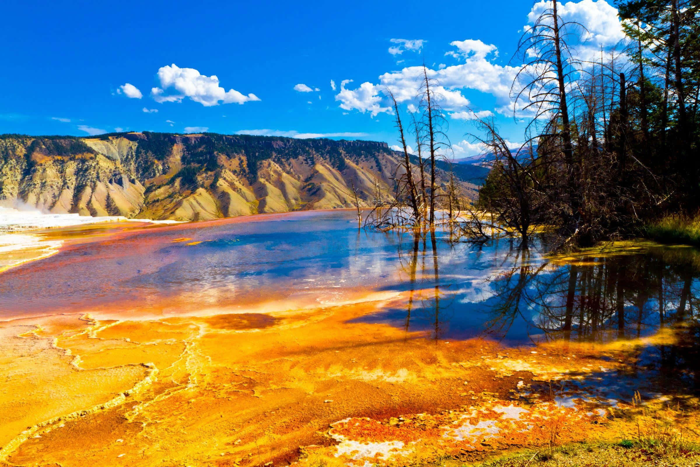 Yellowstone Geysers 桌布 壁紙 — 充滿活力的橙色微生物墊圍繞著黃石公園中一個反射藍天和光禿樹木的綠松色溫泉。