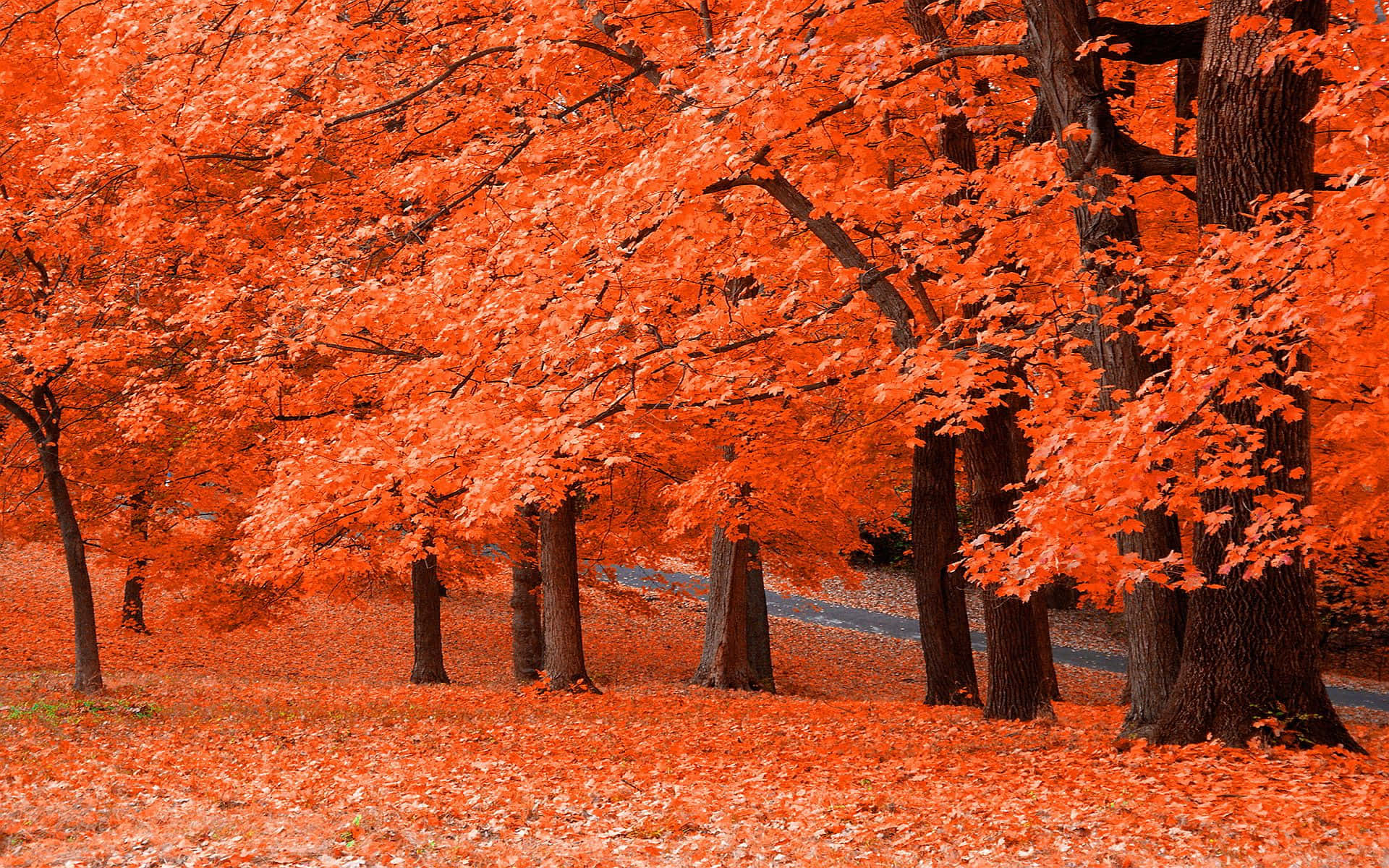 Autumn Colors 桌布 壁紙 — 充滿活力的橙色楓樹，落葉鋪滿地面，呈現寧靜的秋日森林景象。