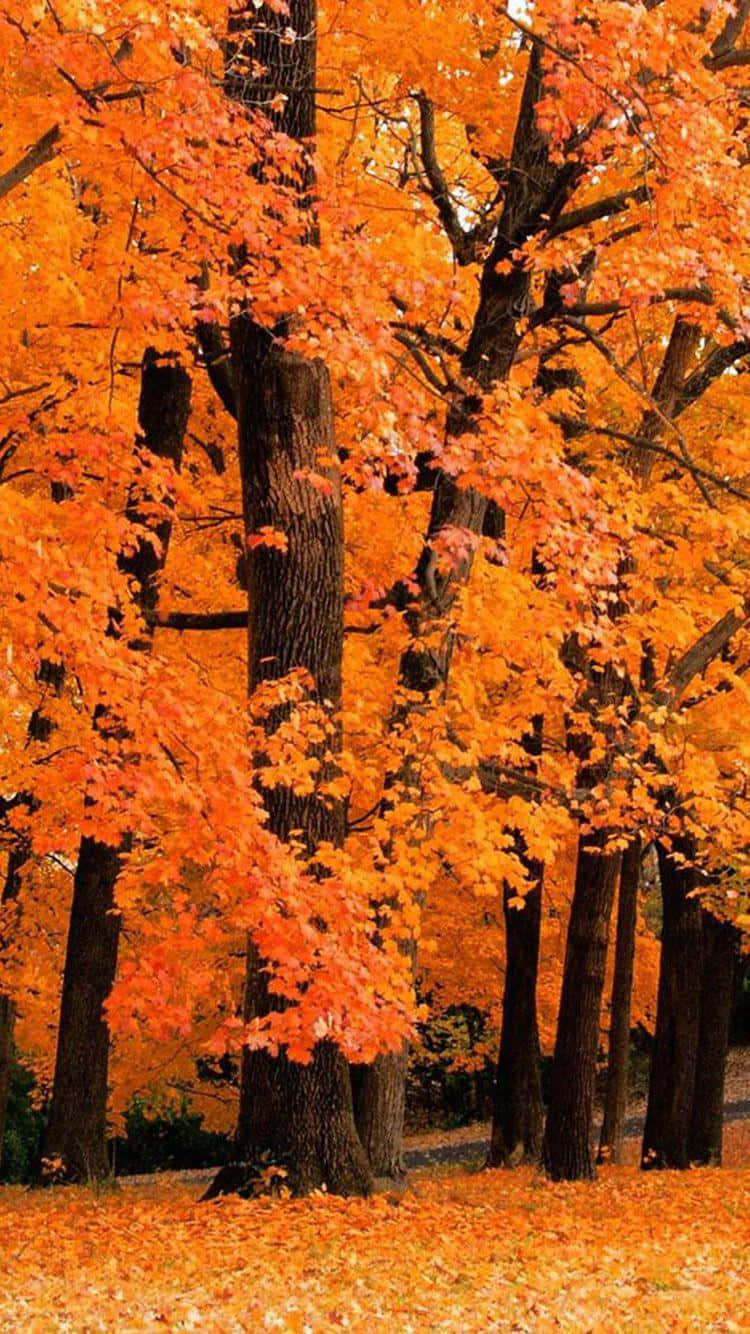 Fall Trees 桌布 壁紙 — 充滿活力的橙色楓樹高高聳立在鋪滿落葉的森林地面上。