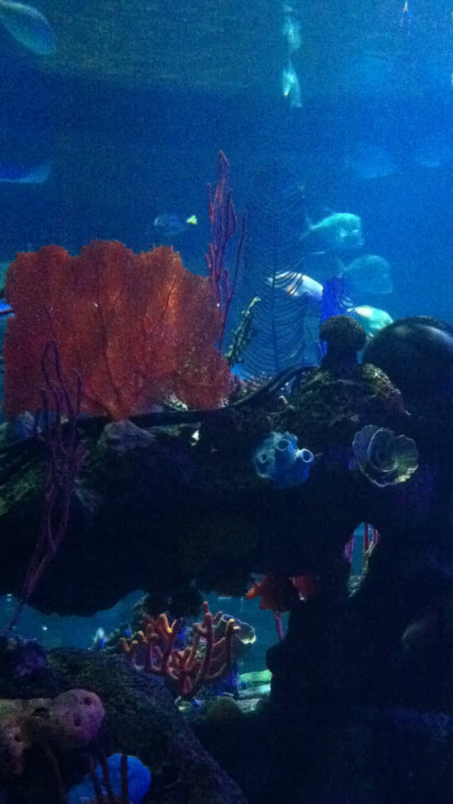 Aquarium iPhone 桌布 壁紙 — 充滿活力的橙色珊瑚和發光的藍色魚在深藍色水下場景中游動，伴有岩石形成。