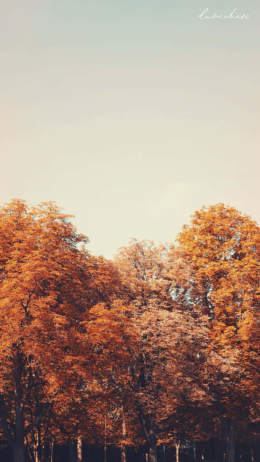 Vintage Autumn 桌布 壁紙 — 充滿活力的橙色秋樹在柔和蒼白的天空下向上伸展，營造出寧靜的森林場景。