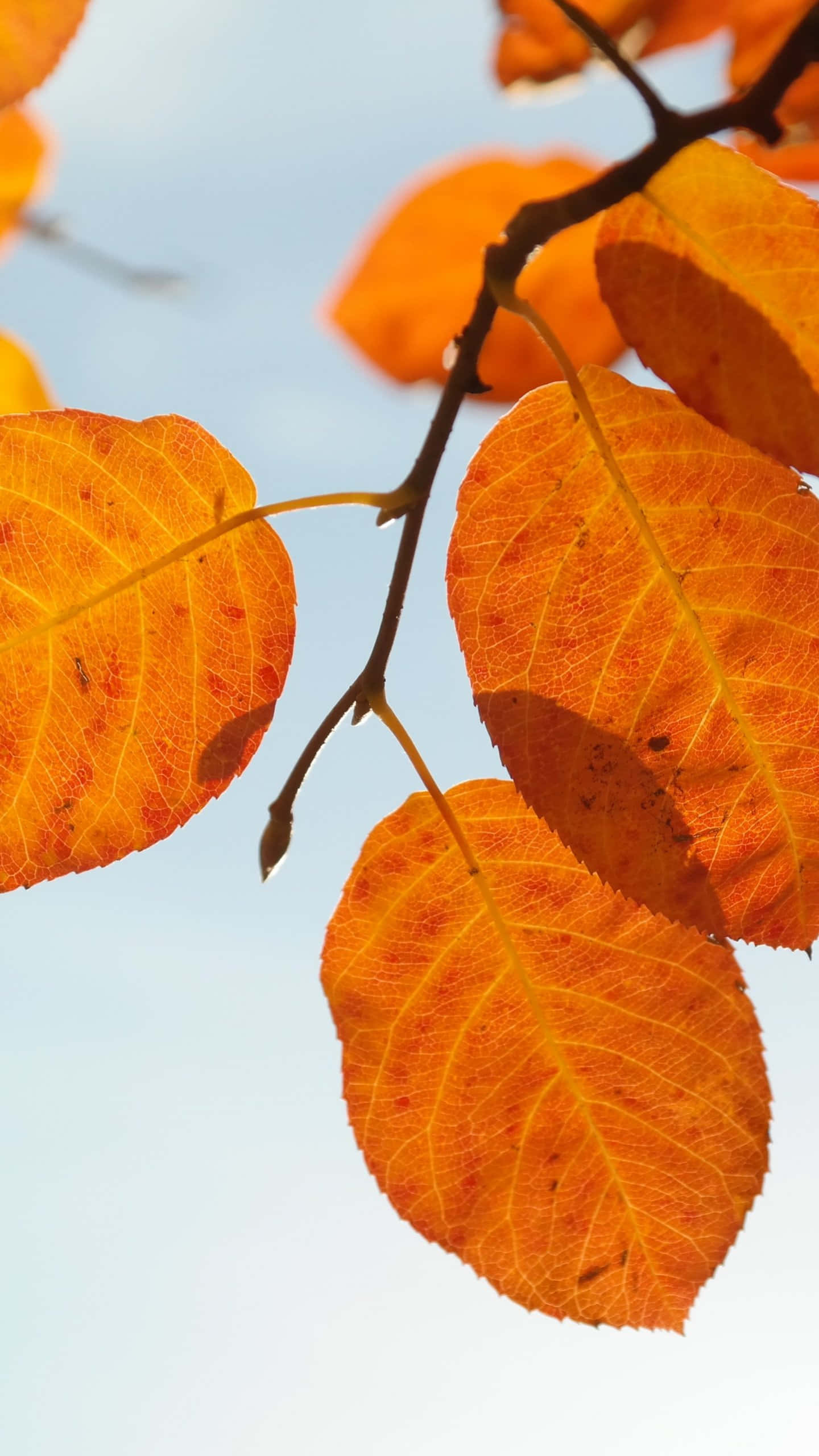 Fall Leaves iPhone 桌布 壁紙 — 充滿活力的橙色秋葉，帶有細緻的葉脈，在柔和的藍天下閃耀。