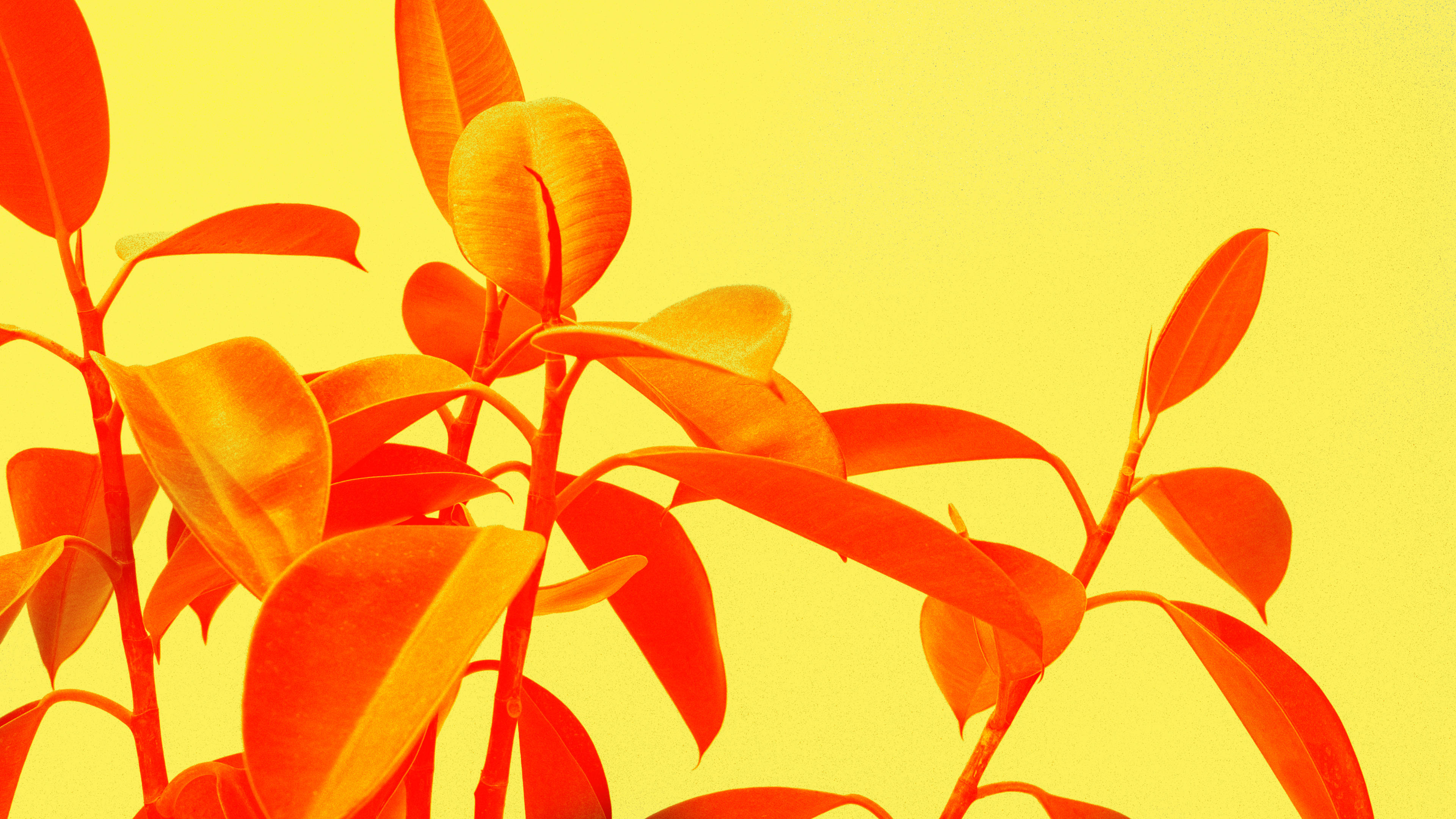 Leaves 桌布 壁紙 — 充滿活力的橙色葉片帶有光澤質感，在純黃色背景上以大膽、風格化的構圖脫穎而出。