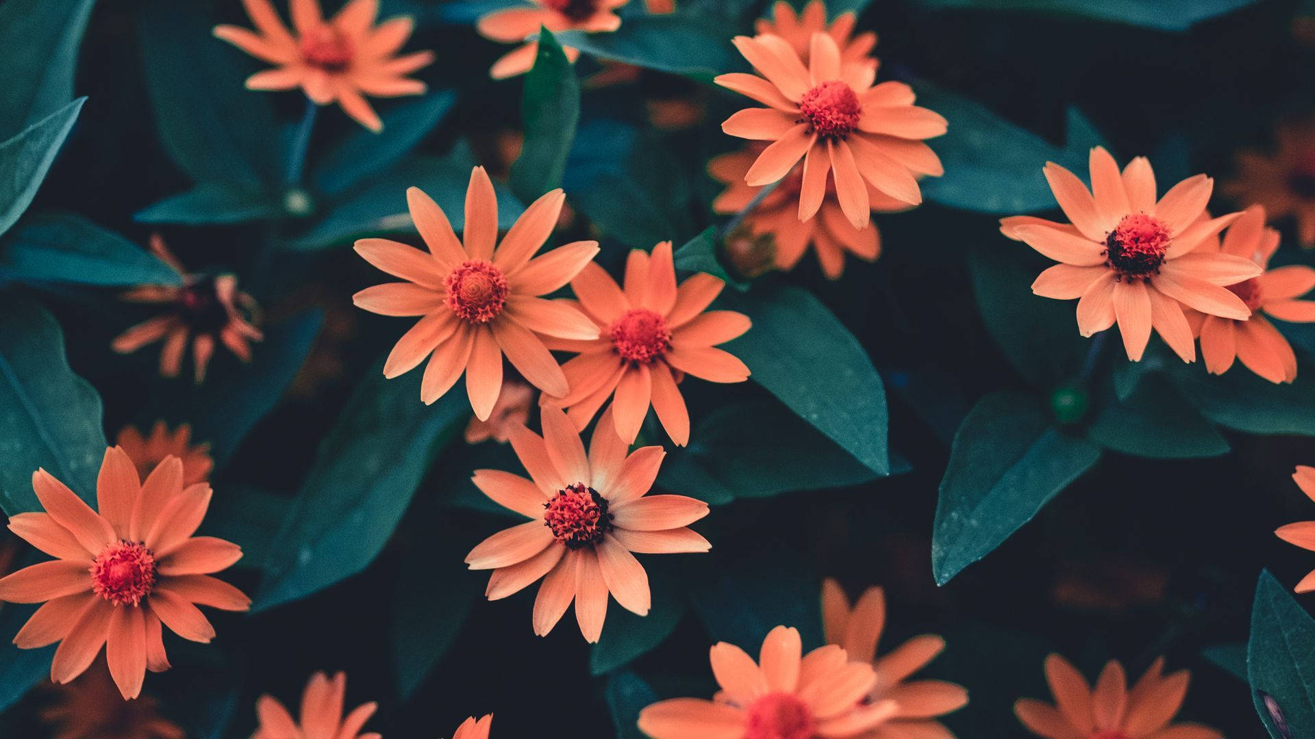 Pinterest 美學 桌布 壁紙 — 充滿活力的橙色雛菊帶有深色中心，在深藍綠色葉子中盛開，呈現茂密花園的特寫。