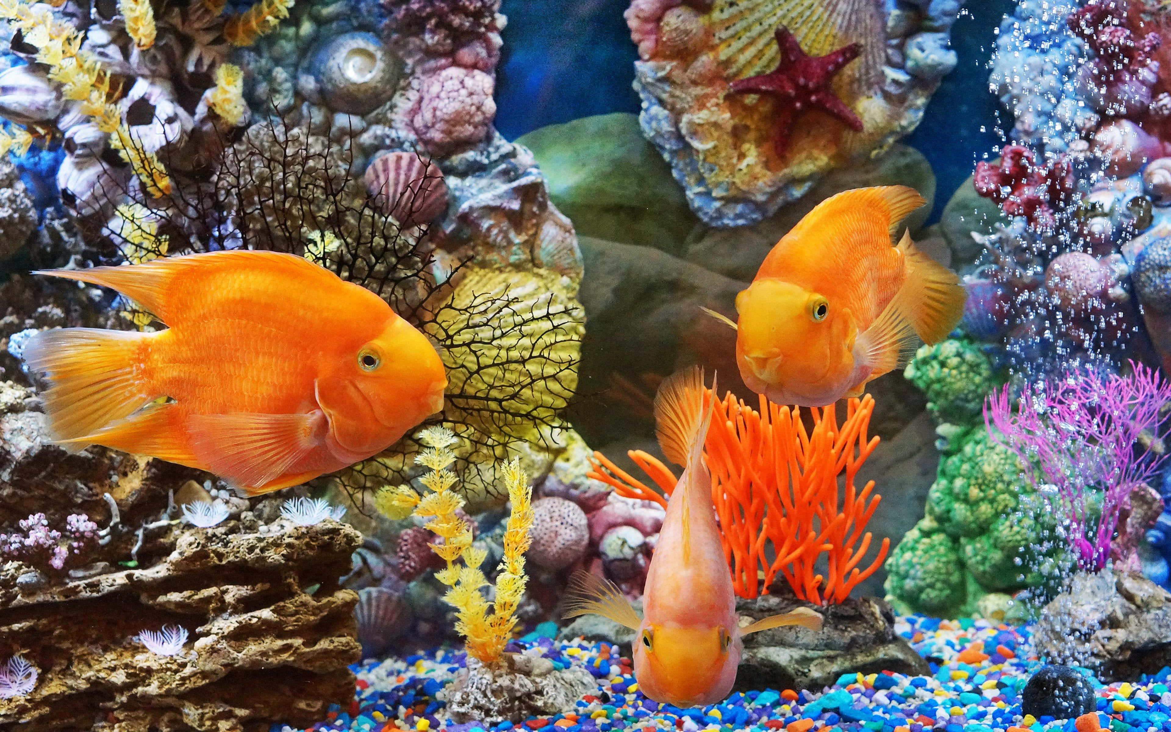 魚 桌布 壁紙 — 充滿活力的橙色魚在色彩繽紛的珊瑚和貝殼中優雅地游動，營造出生動的水族館場景。
