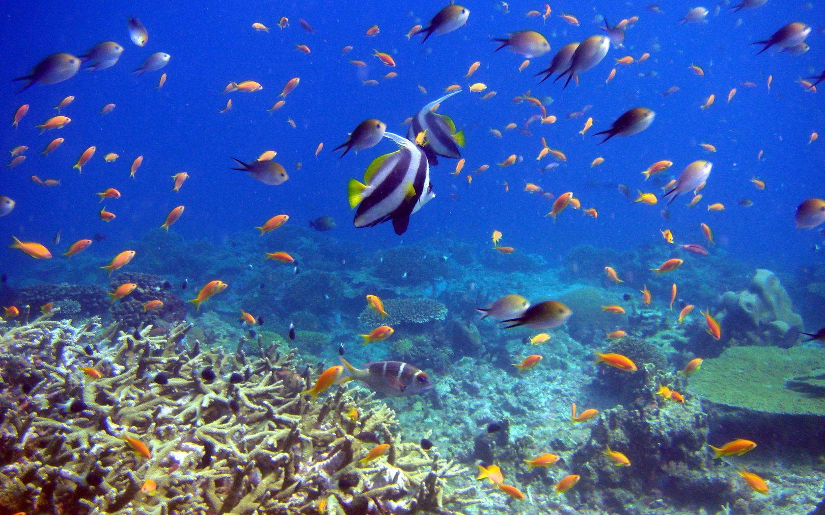 釣魚 桌布 壁紙 — 充滿活力的橙色魚群在清澈的藍色海洋中，與引人注目的黑白神仙魚一起在珊瑚礁上方游動。
