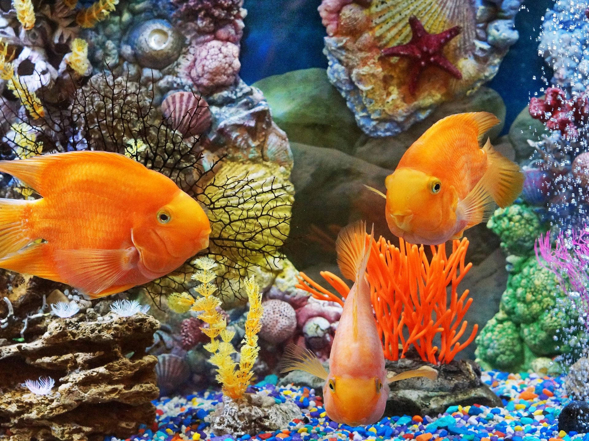 coral 桌布 壁紙 — 充滿活力的橙色魚類在色彩繽紛的珊瑚和貝殼之間游動，在一個有多色礫石的熱鬧水族箱中。