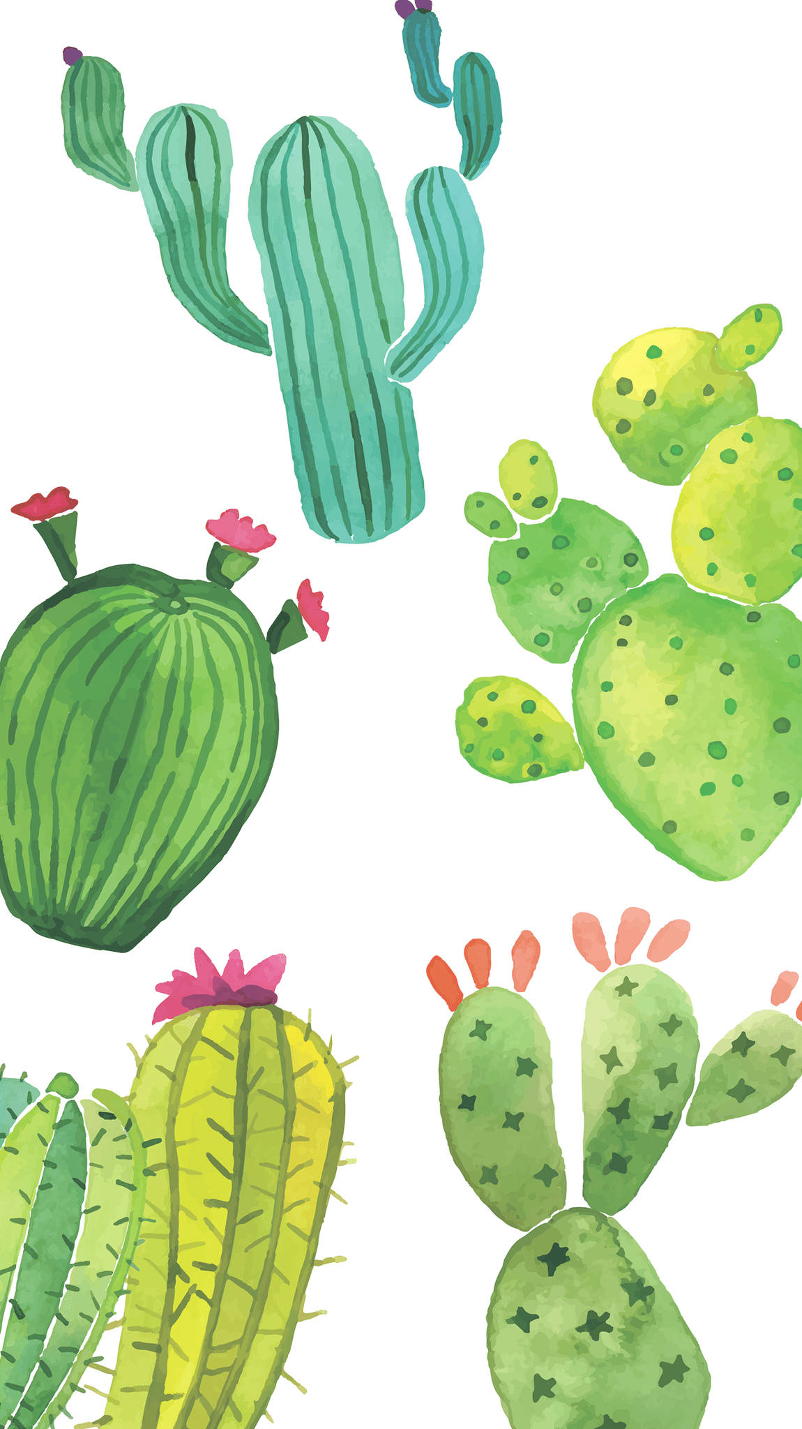 Cactus 桌布 壁紙 — 充滿活力的水彩仙人掌，開著粉紅色的花朵，在潔白的背景上以俏皮散亂的排列綻放。