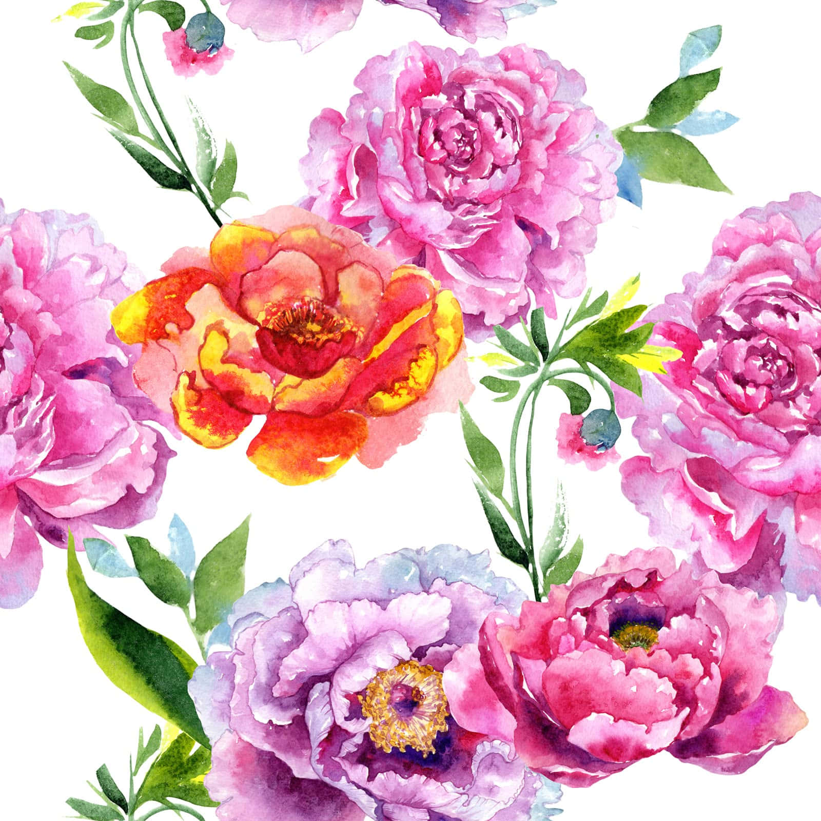 Painting 桌布 壁紙 — 充滿活力的水彩牡丹花，粉紅、紫色和橙色綻放，綠葉襯托在潔白的背景上。