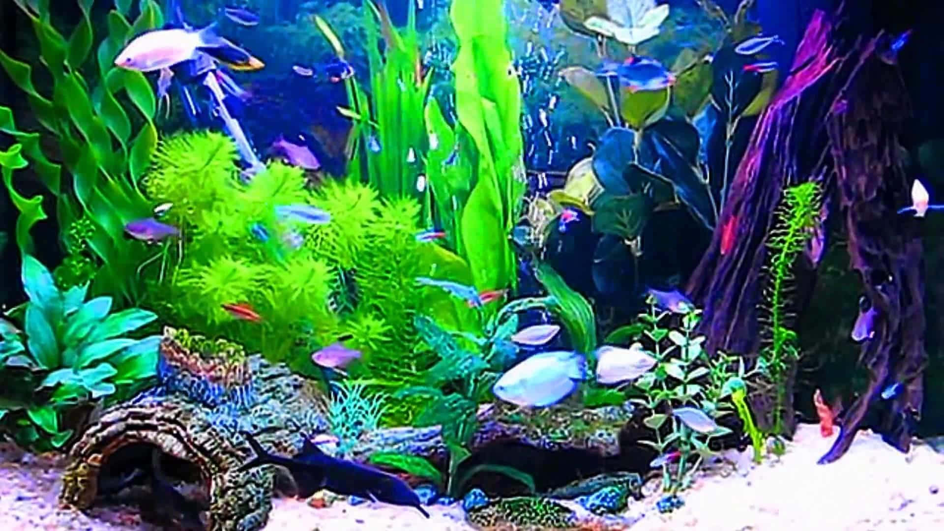 桌布 壁紙 — 充滿活力的水族箱，在藍色燈光下，色彩繽紛的魚兒在茂盛的綠色和紫色植物間游動。