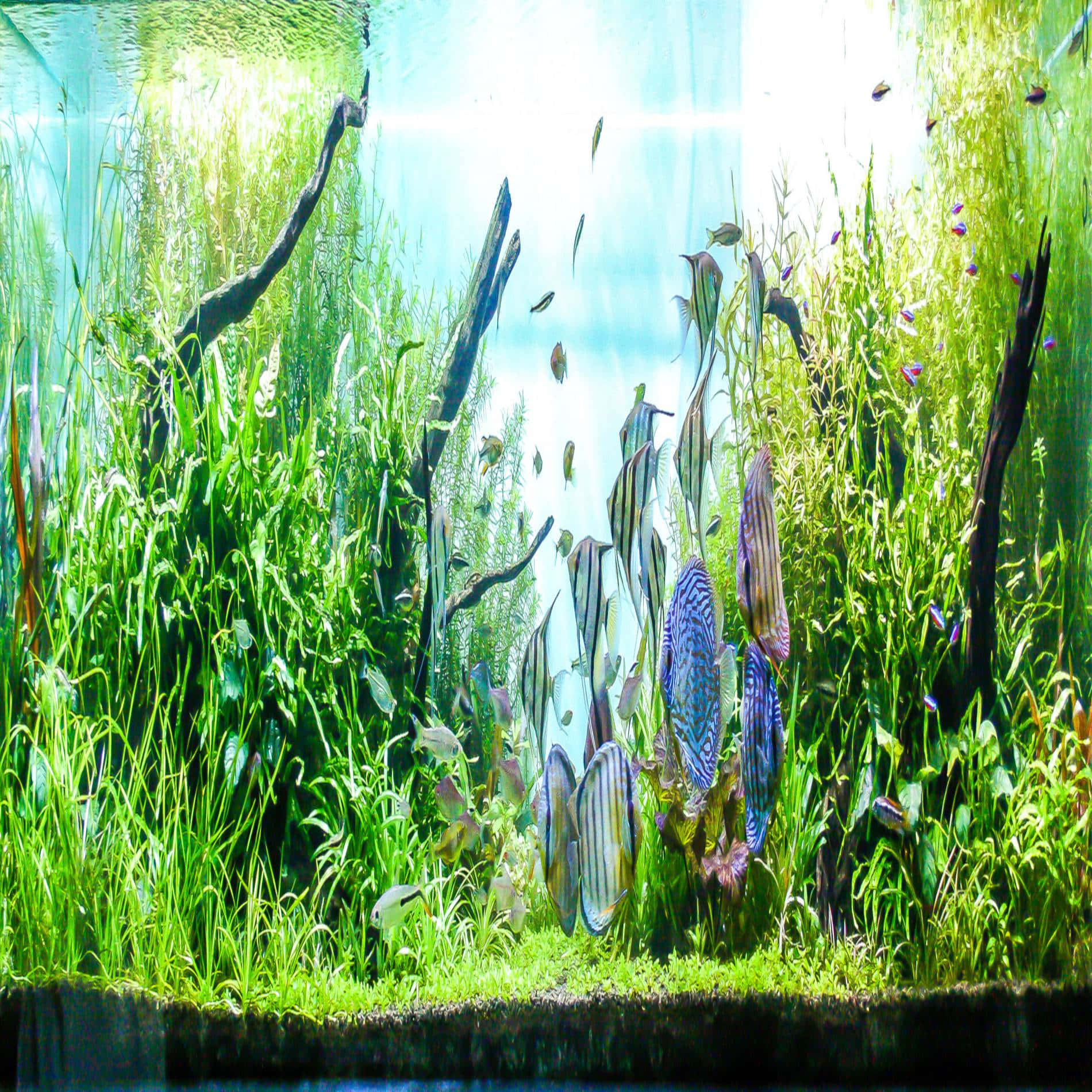 桌布 壁紙 — 充滿活力的水族箱場景，茂密的綠色植物和色彩繽紛的魚群在明亮光線下於沉木間游動。