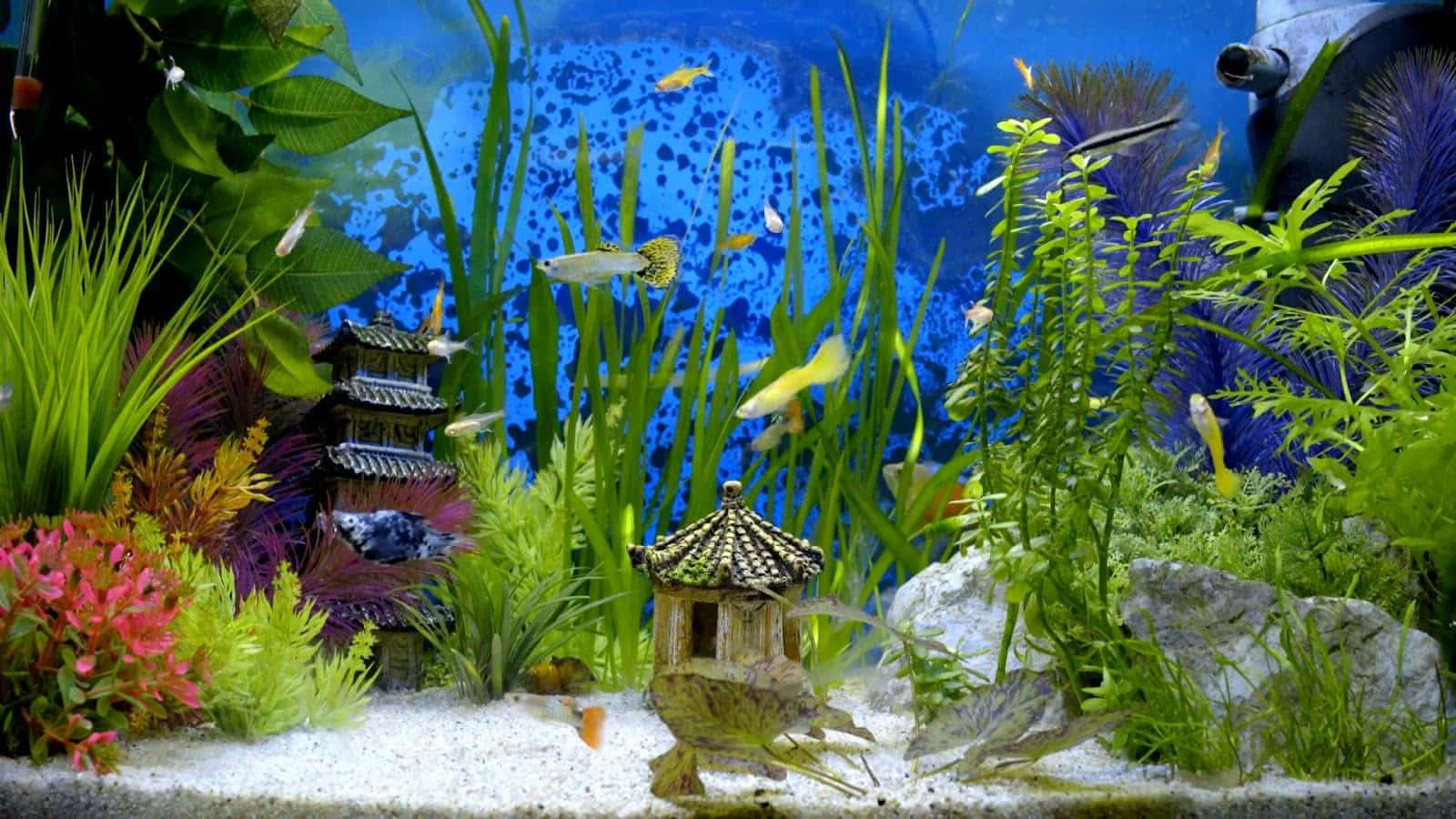 Grass 桌布 壁紙 — 充滿活力的水族館場景，色彩繽紛的魚兒在茂密的綠色植物和裝飾性寶塔飾品之間游動，底部是沙地。