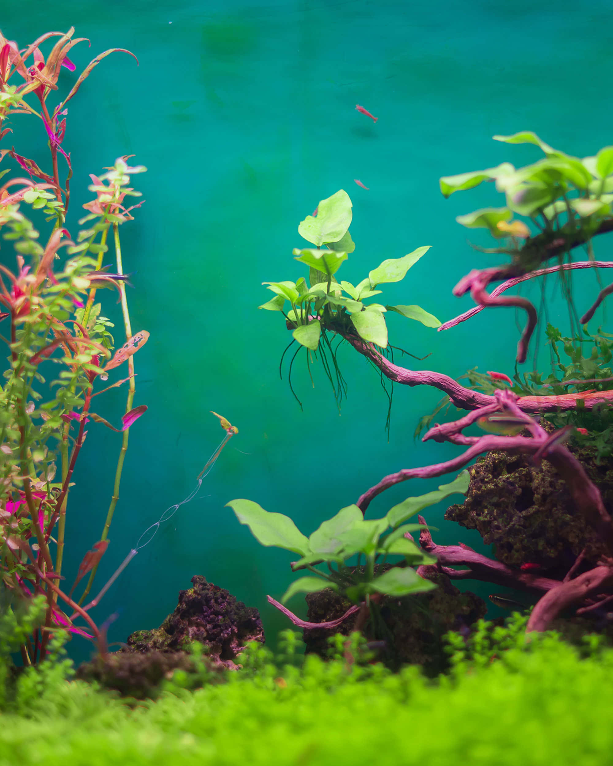 Aquarium 桌布 壁紙 — 充滿活力的水生植物，帶有粉紅色莖和綠色葉子，在一個有細小魚兒游動的藍綠色水族箱中茁壯成長。