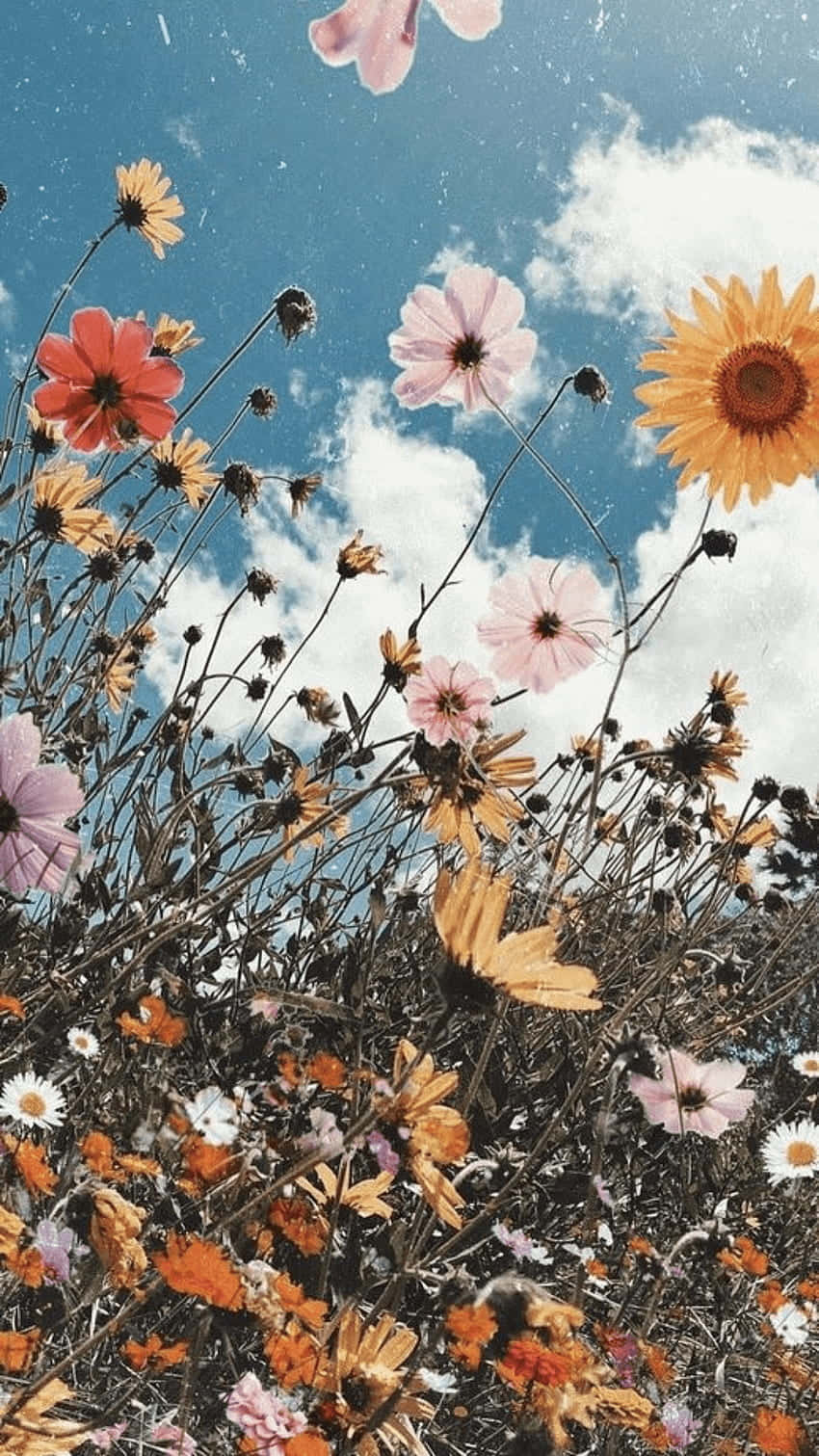 Sunflower Aesthetic iPhone 桌布 壁紙 — 充滿活力的波斯菊，有粉紅色、橙色和白色，在明亮的藍天和 fluffy 白雲下盛開。