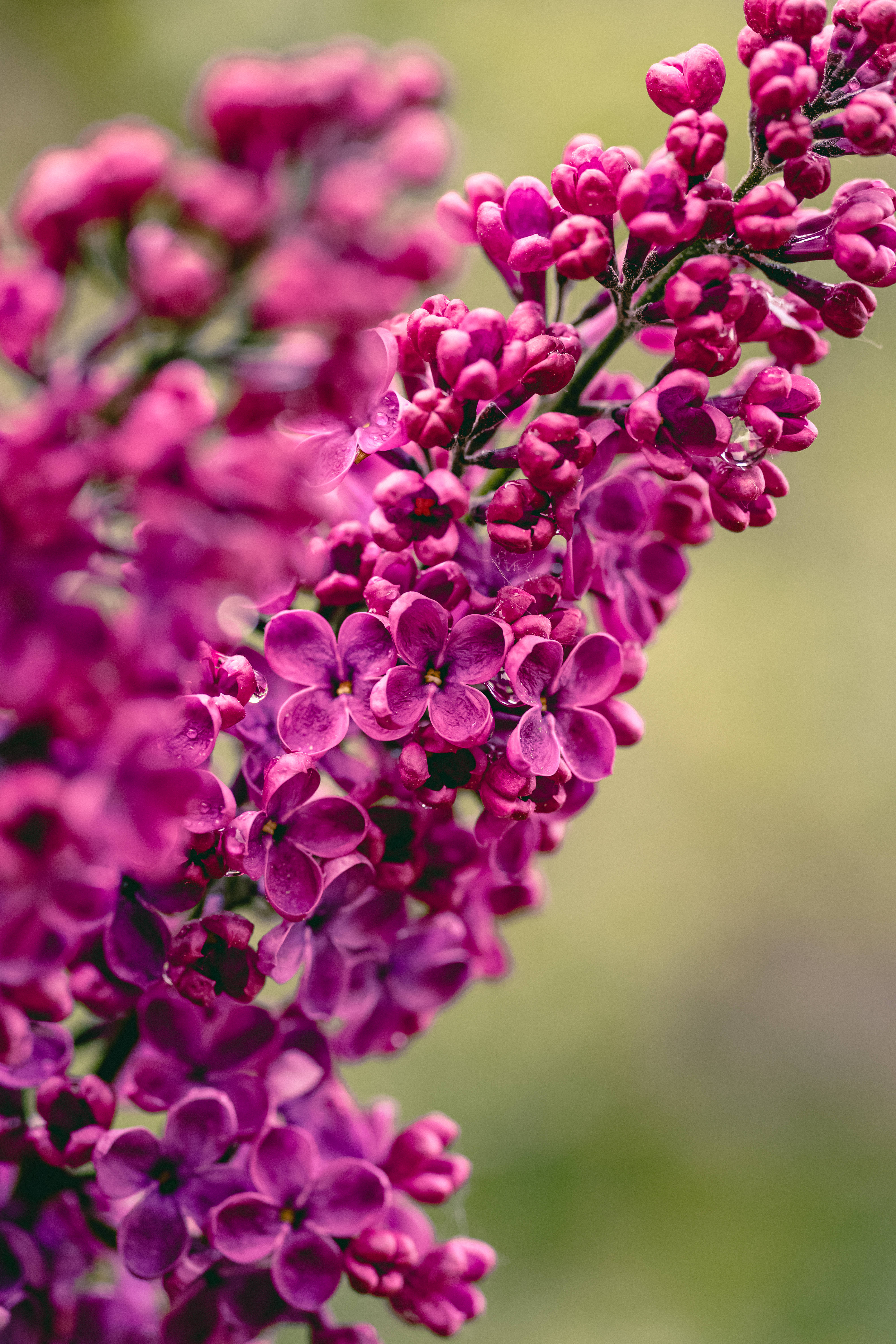 Aesthetic Spring 桌布 壁紙 — 充滿活力的洋紅色丁香花在柔和的模糊綠色背景上閃爍著露珠。