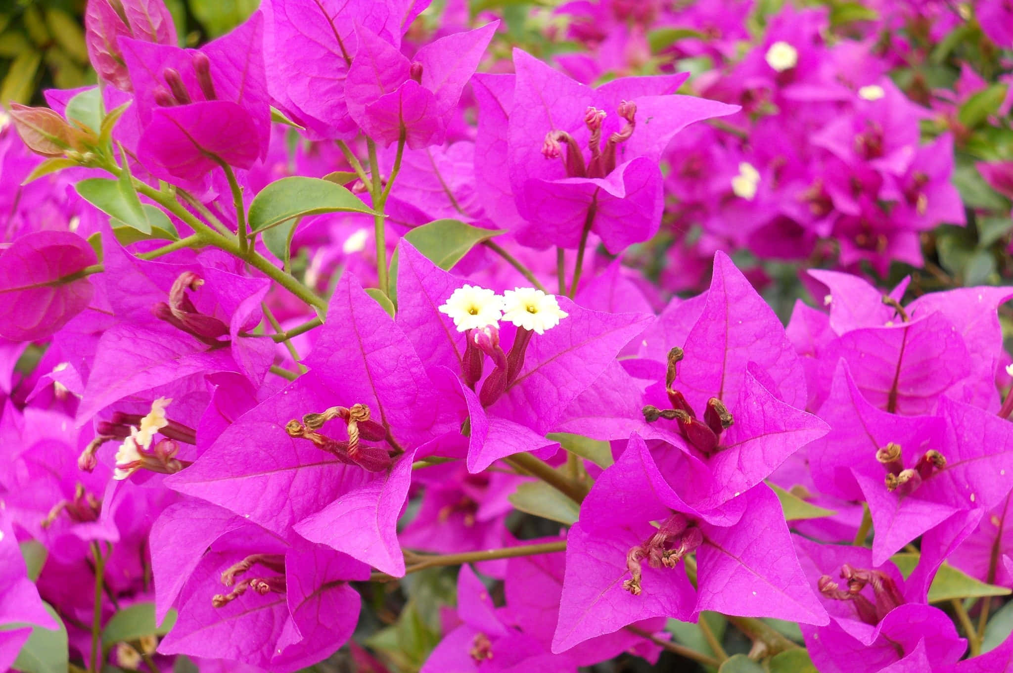 九重葛 桌布 壁紙 — 充滿活力的洋紅色九重葛花朵，帶有精緻的白色中心和茂密的綠葉，在茂密的花園場景中充滿了畫面。