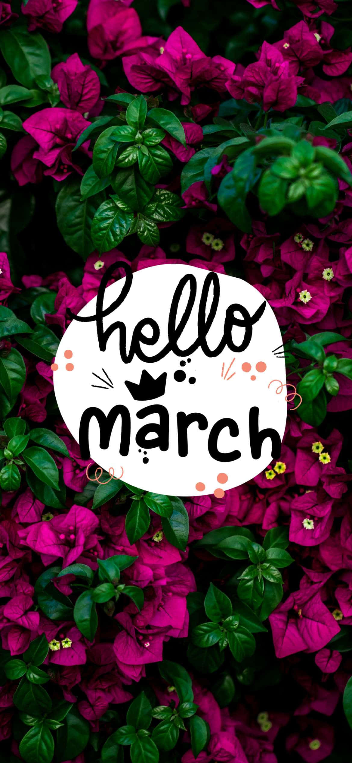 March 桌布 壁紙 — 充滿活力的洋紅色九重葛花朵與茂盛的綠葉圍繞著一個白色圓圈，圓圈內有俏皮的黑色字體寫著「hello march」。