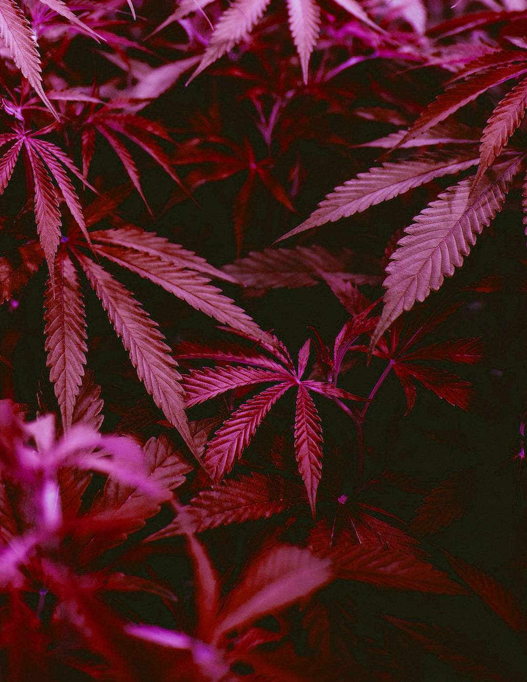 weeds 桌布 壁紙 — 充滿活力的洋紅色和深紅色大麻葉在深邃陰暗的背景前發光，呈現特寫植物拍攝。