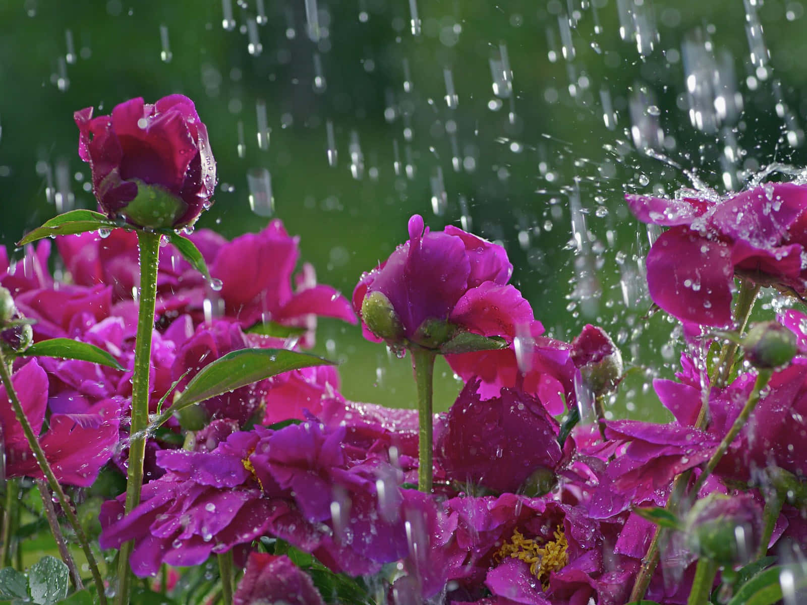 Rose In Rain 桌布 壁紙 — 充滿活力的洋紅色牡丹在輕柔的雨中綻放，閃爍的水滴捕捉著光線。
