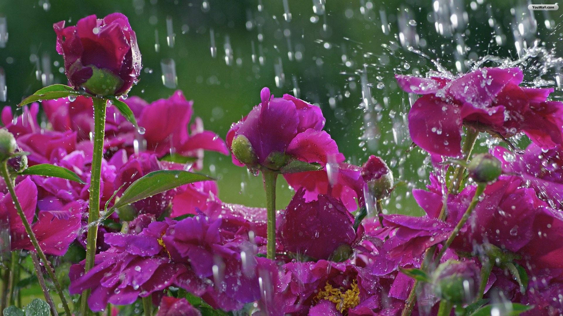 春季桌面壁紙 桌布 壁紙 — 充滿活力的洋紅色牡丹閃爍著雨滴，水花動態地濺在花瓣上。