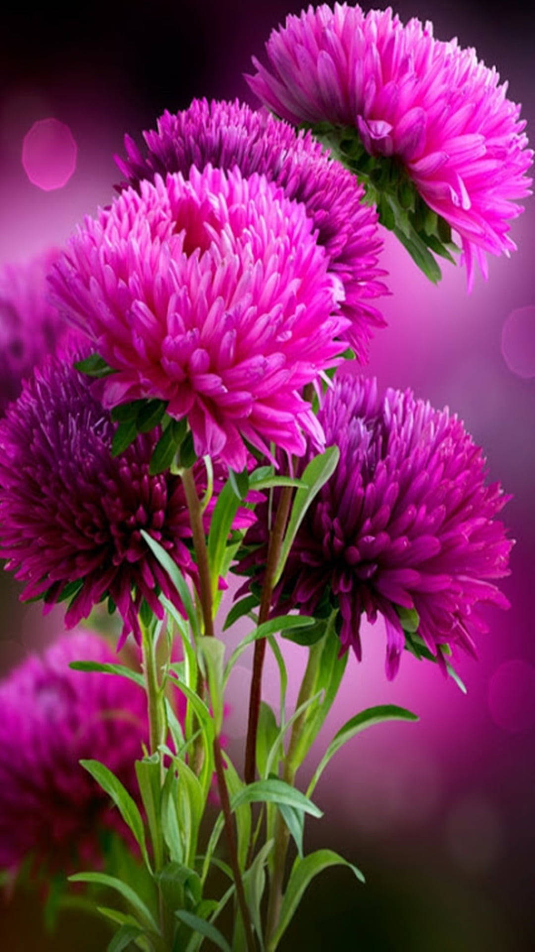 Pink Flowers Aesthetic 桌布 壁紙 — 充滿活力的洋紅色紫菀，搭配茂盛的綠色莖幹，在夢幻的紫色散景背景下盛開。