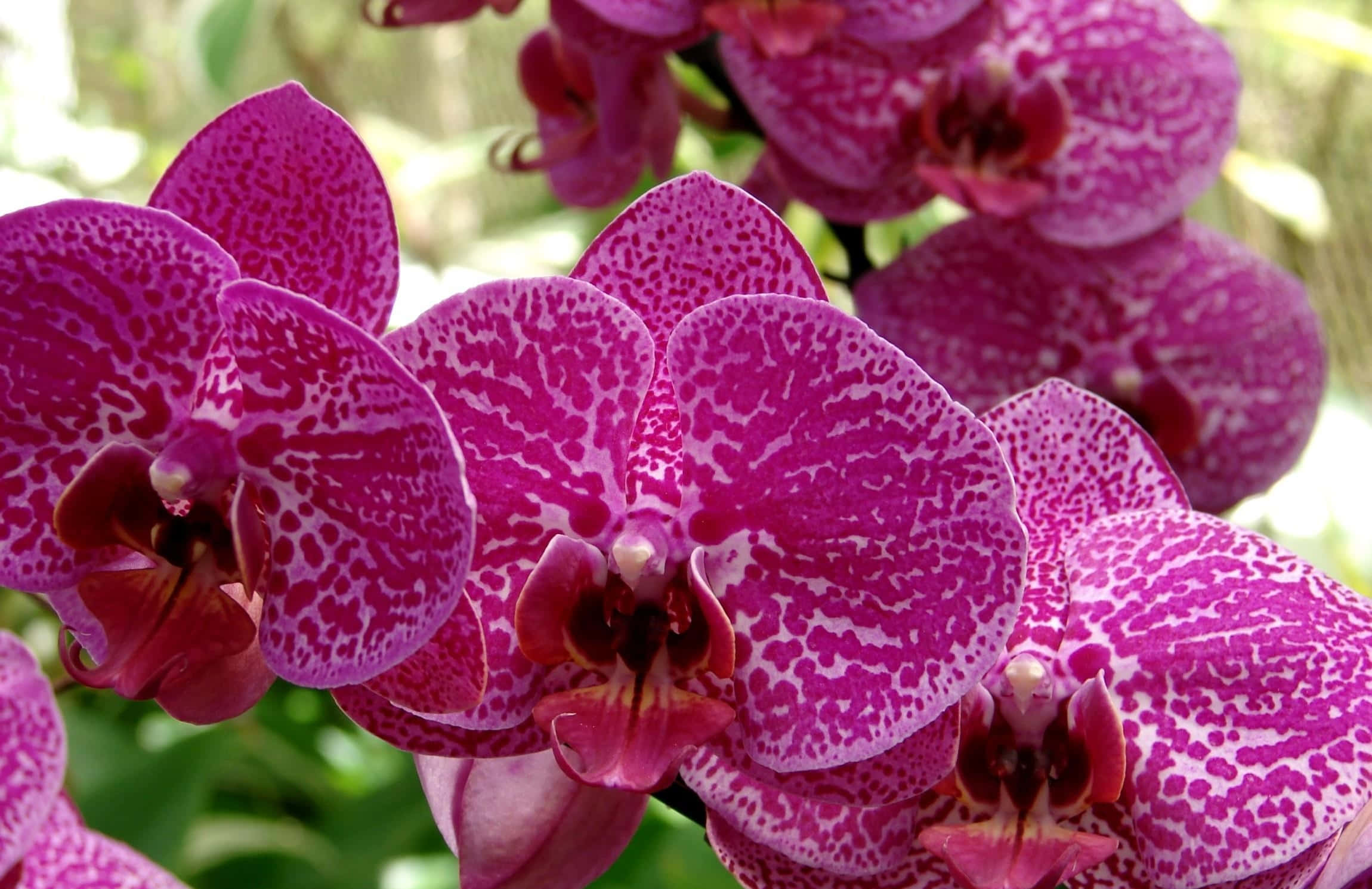 Orchid 桌布 壁紙 — 充滿活力的洋紅色蘭花，帶有白色斑點花瓣，在柔和的綠色葉子背景下密集綻放。
