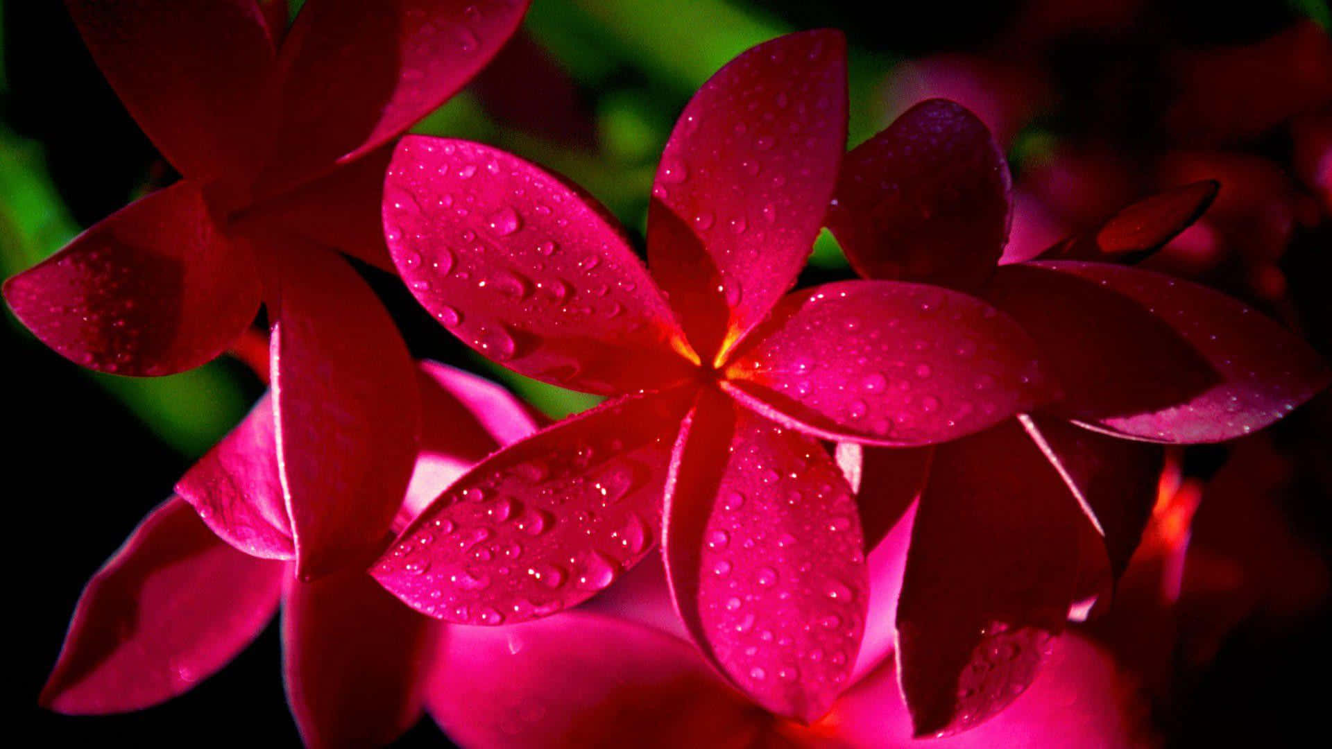 Beautiful Flower 桌布 壁紙 — 充滿活力的洋紅色雞蛋花在深色模糊的綠色背景下閃爍著露珠。