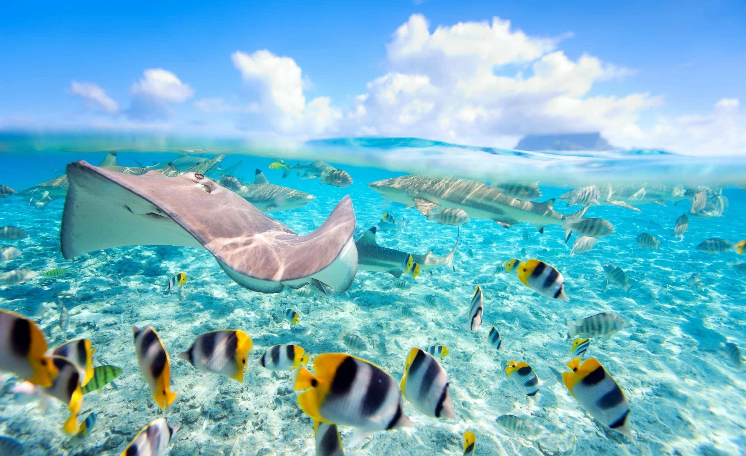 海洋 桌布 壁紙 — 充滿活力的海底場景，一條大魟魚在沙質海底滑行，海底充滿色彩繽紛的熱帶魚和鯊魚在明亮的藍天下游泳。