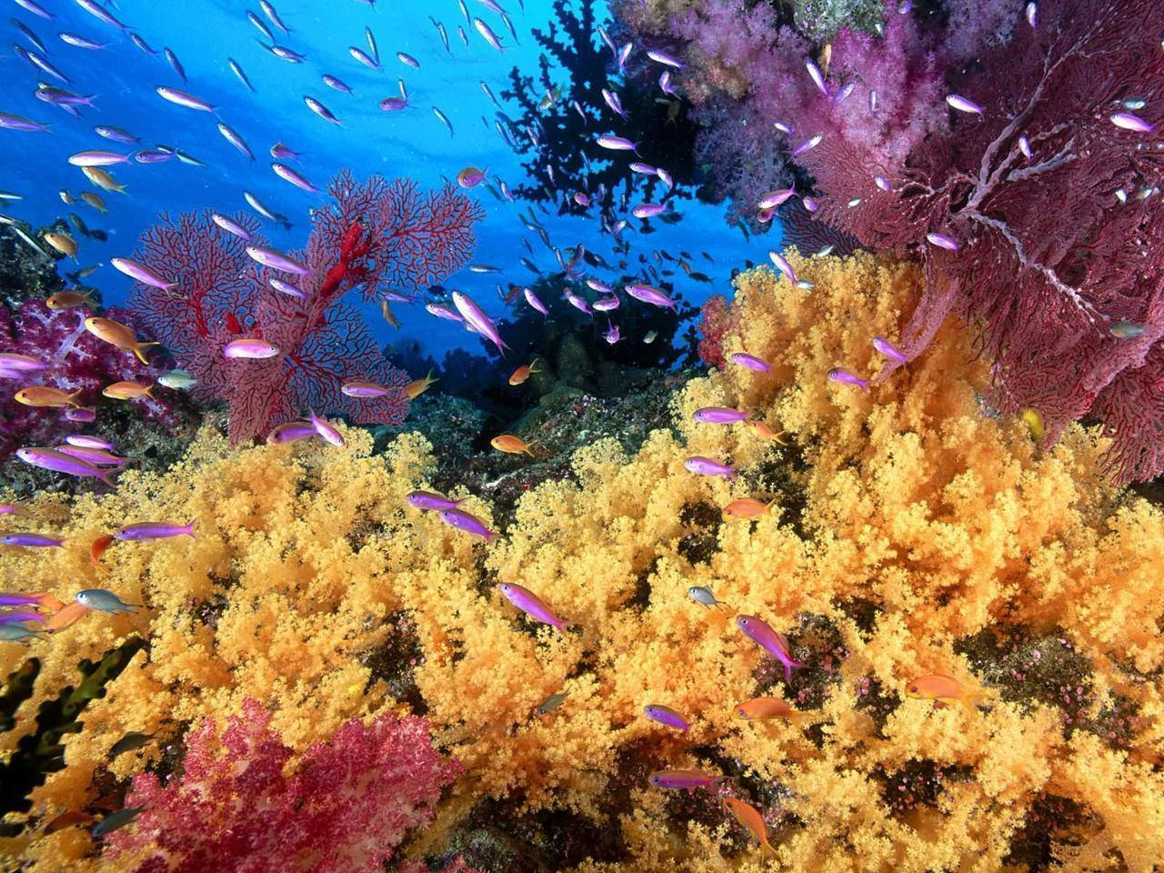 Aquatic 桌布 壁紙 — 充滿活力的海底場景，金色和紫色的珊瑚形成，色彩繽紛的魚群在清澈的藍色海水中游動。