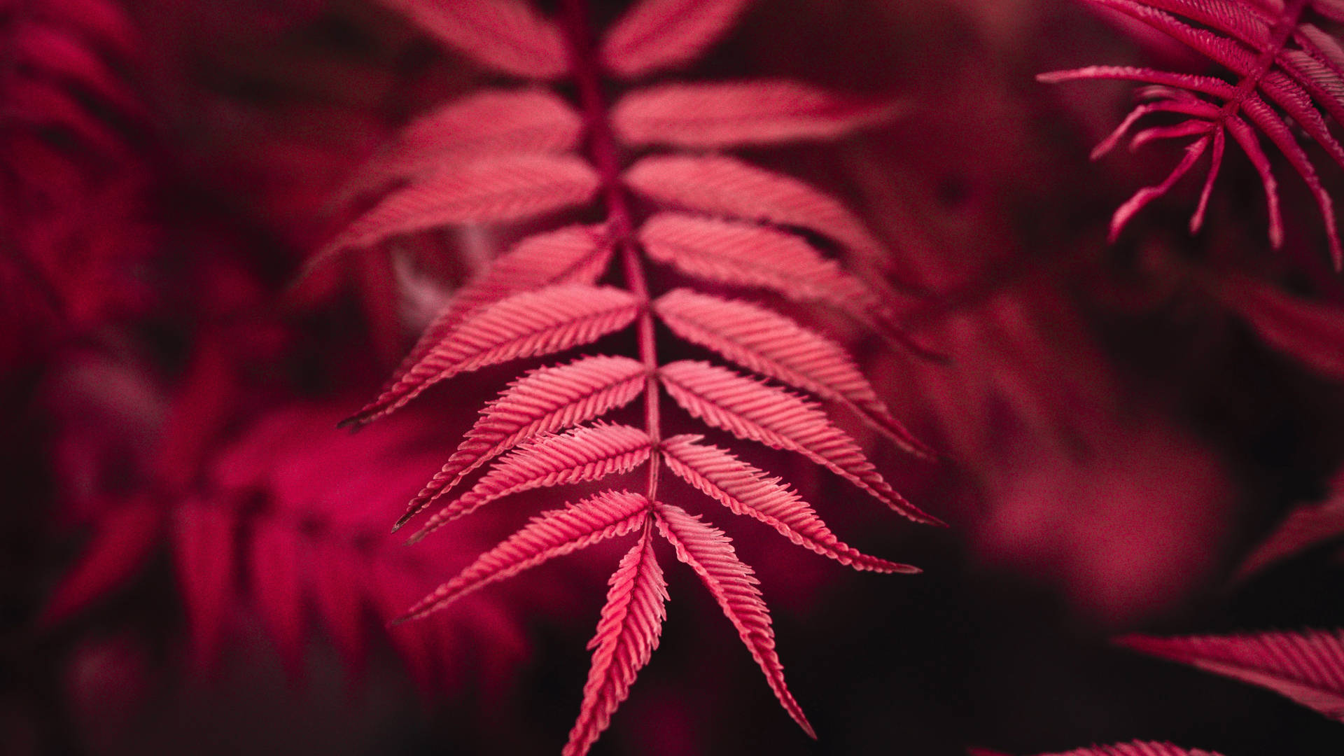 發光的紅色蕨葉特寫，帶有詳細的葉脈和柔和的背景模糊。 — 4K 壁紙