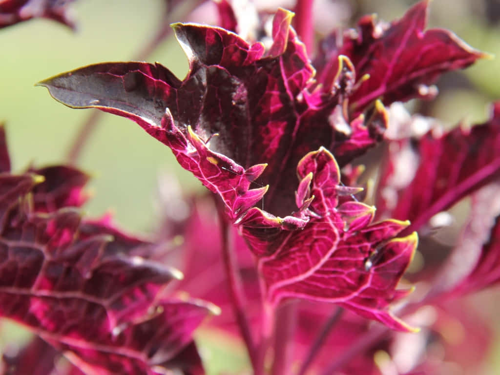Purple Basil 桌布 壁紙 — 充滿活力的深紫色葉片，邊緣呈鋸齒狀，葉脈尖端呈黃色，在柔和日光下閃耀。