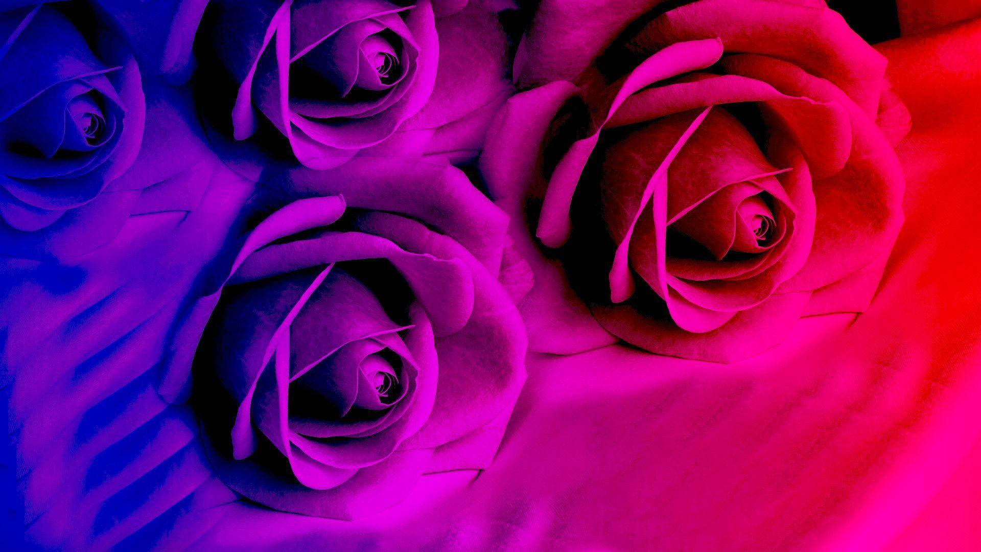 Roses 桌布 壁紙 — 充滿活力的漸變玫瑰在柔軟的布料背景下綻放出電光粉紅和深藍色。