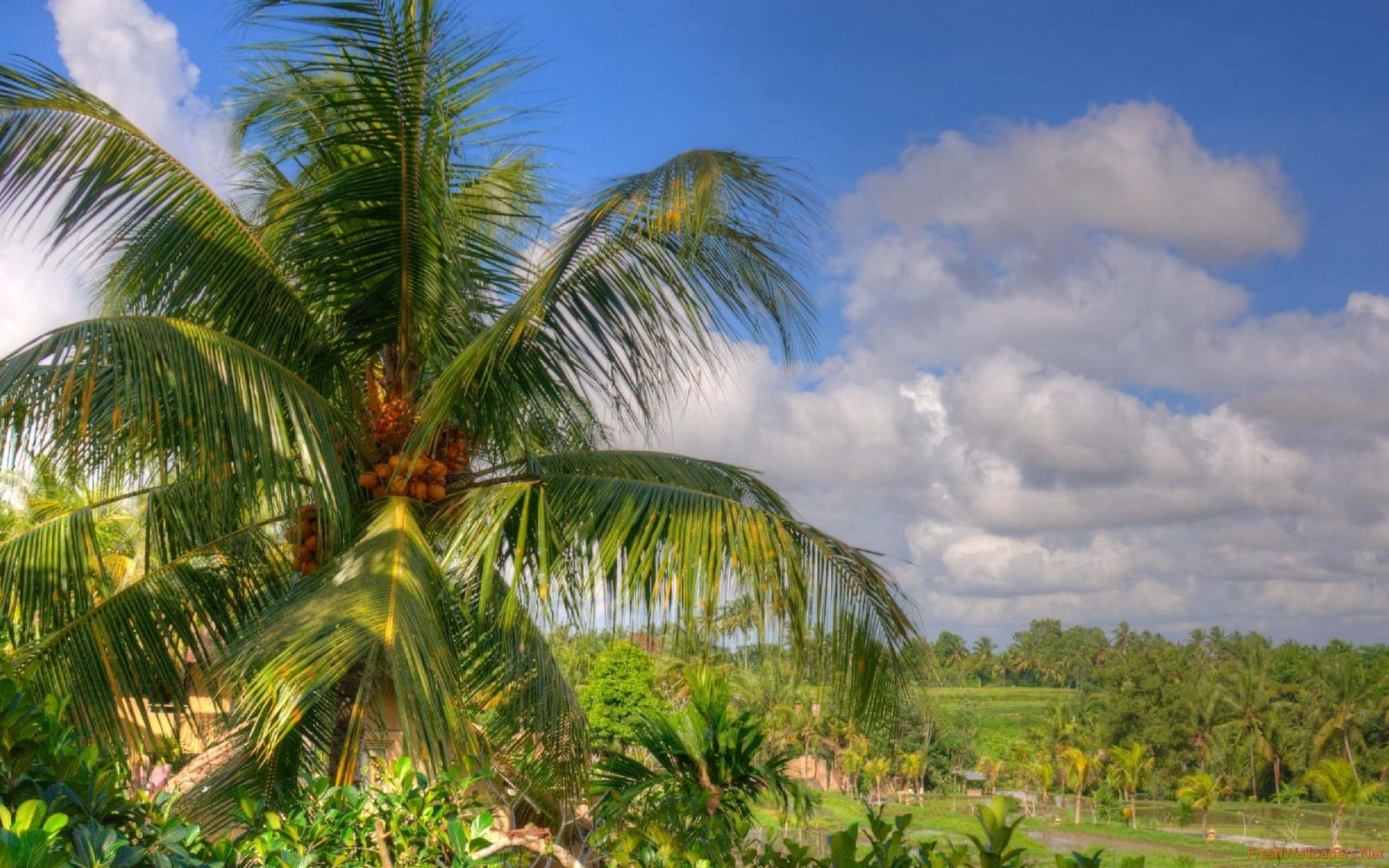 Coconut Tree 桌布 壁紙 — 充滿活力的熱帶場景，茂密的棕櫚樹掛滿椰子，在明亮的藍天下點綴著蓬鬆的白雲。