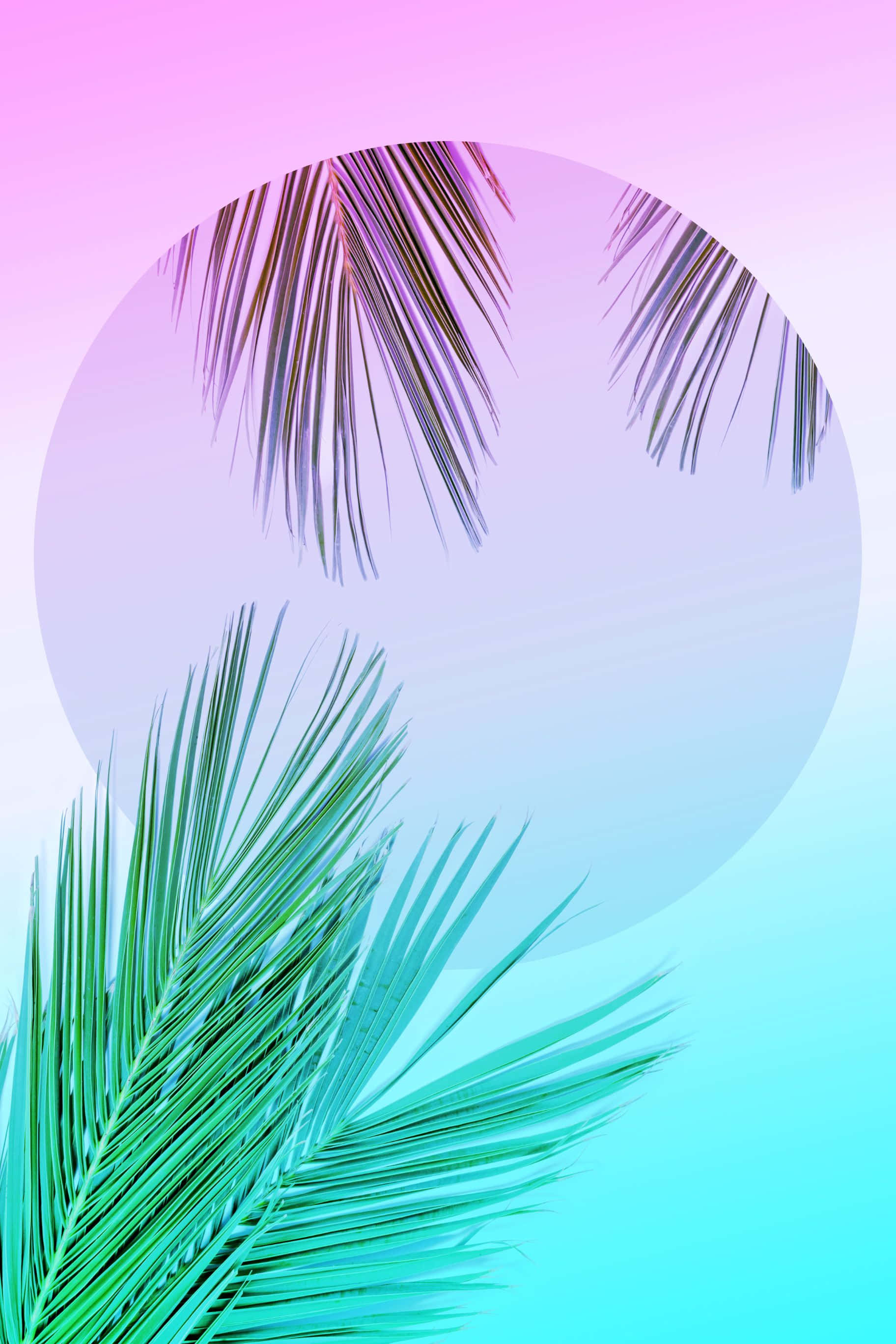 1824x2736 桌布 壁紙 — 充滿活力的熱帶棕櫚葉框住一個漸變圓圈，背景是夢幻的粉紅到青色天空。
