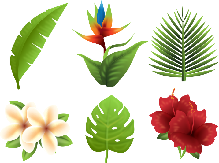 熱帶 桌布 壁紙 — 充滿活力的熱帶植物，包括天堂鳥、雞蛋花、木槿和棕櫚葉，以鮮豔的色彩呈現在純黑背景上。