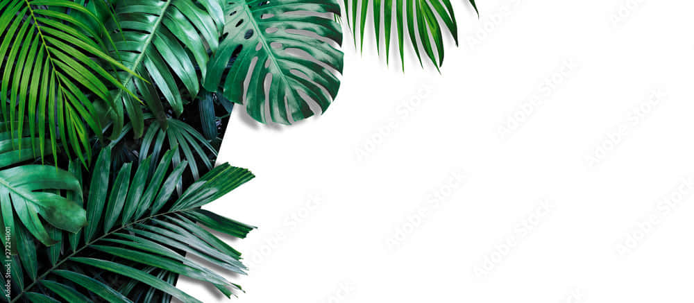 Aesthetic Palm Leaves 桌布 壁紙 — 充滿活力的熱帶樹葉以茂盛的綠色色調框住左上角，背景為純白色。