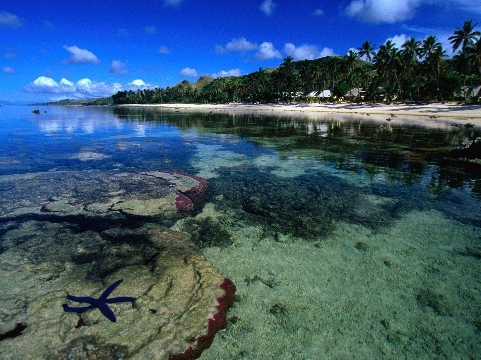 Fiji 桌布 壁紙 — 充滿活力的熱帶海灘，清澈的碧綠海水顯露出珊瑚和海星，棕櫚樹成蔭的海岸線在明亮的藍天下。