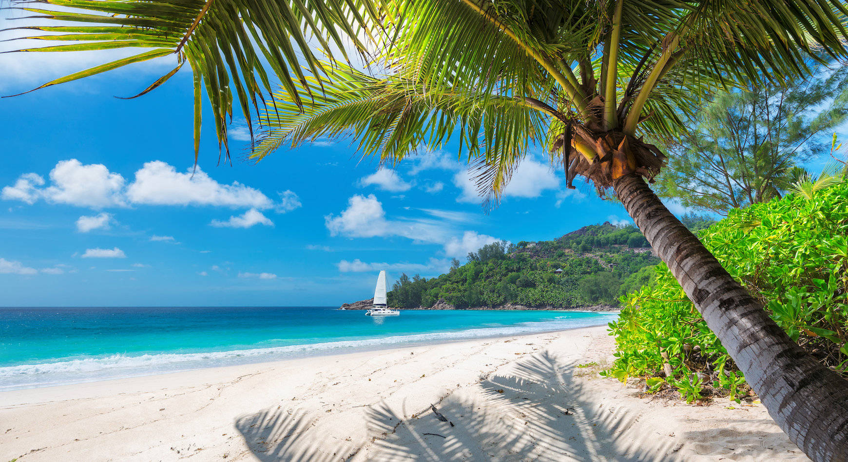 Jamaica 桌布 壁紙 — 充滿活力的熱帶海灘，碧綠的海水、白色的沙灘和一棵傾斜的棕櫚樹在明亮的藍天下投下陰影。