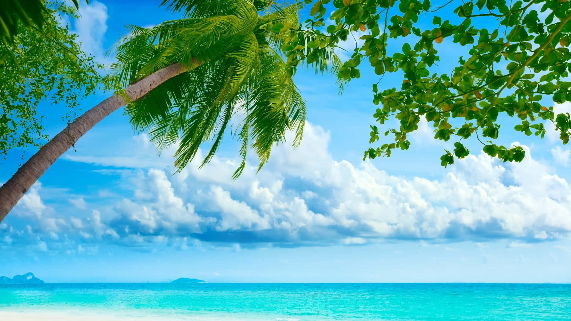 夏天 桌布 壁紙 — 充滿活力的熱帶海灘場景，一棵傾斜的棕櫚樹框住了在明亮藍天和蓬鬆白雲下的碧綠海水。