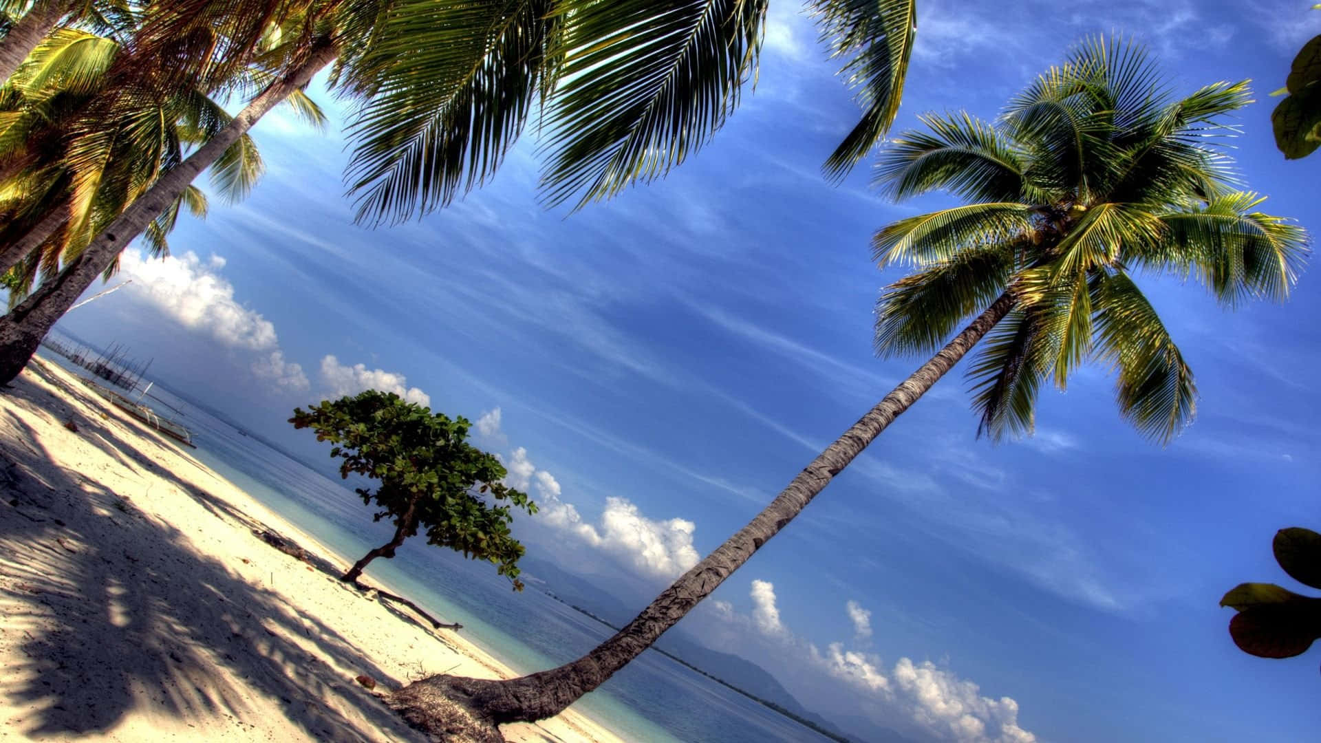 Palm 桌布 壁紙 — 充滿活力的熱帶海灘場景，傾斜的棕櫚樹在白色沙灘上投下陰影，明亮的藍天中散佈著雲朵。
