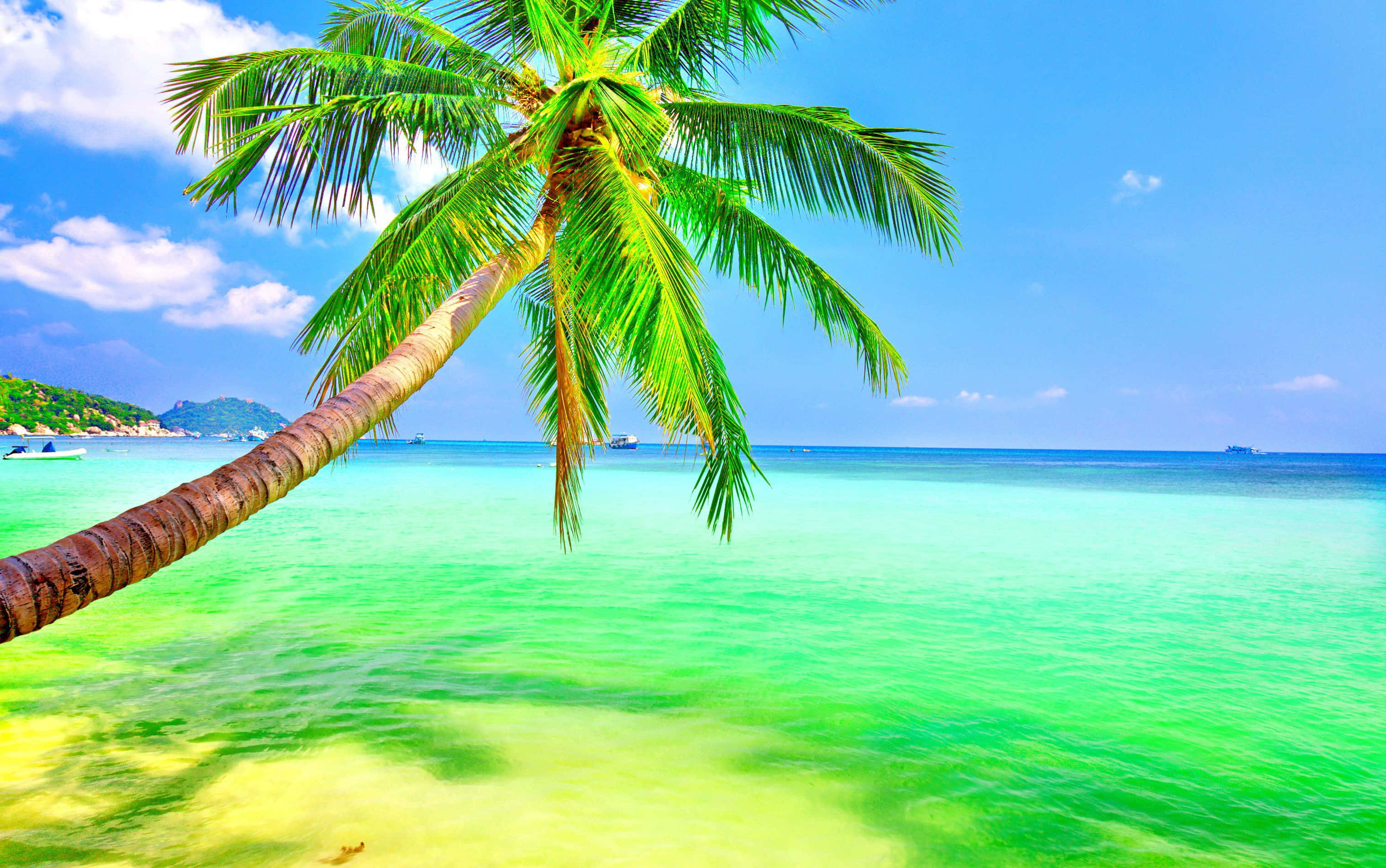 Tropical 桌布 壁紙 — 充滿活力的熱帶海灘場景，傾斜的棕櫚樹框住湛藍天空下的碧綠海水。