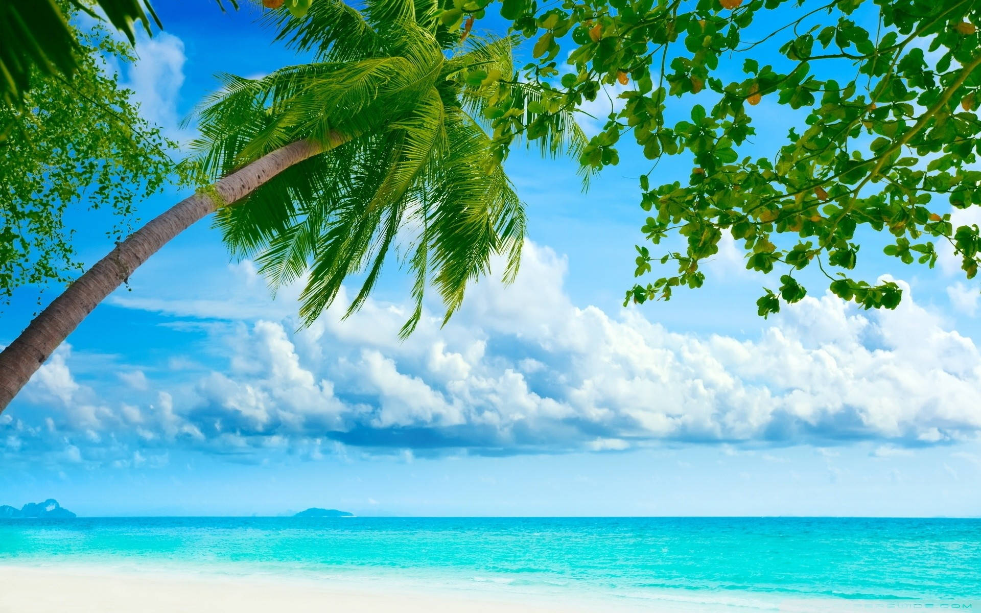 Tropical Beach 桌布 壁紙 — 充滿活力的熱帶海灘場景，有碧綠的海水、白色的沙灘和一棵傾斜的棕櫚樹，襯托著藍天和白雲。