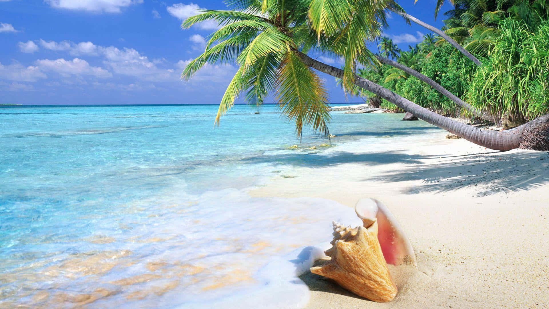 海灘桌面 桌布 壁紙 — 充滿活力的熱帶海灘場景，有碧綠的海水、溫柔的海浪、白色的沙灘和棕櫚樹在明亮的藍天下搖曳。